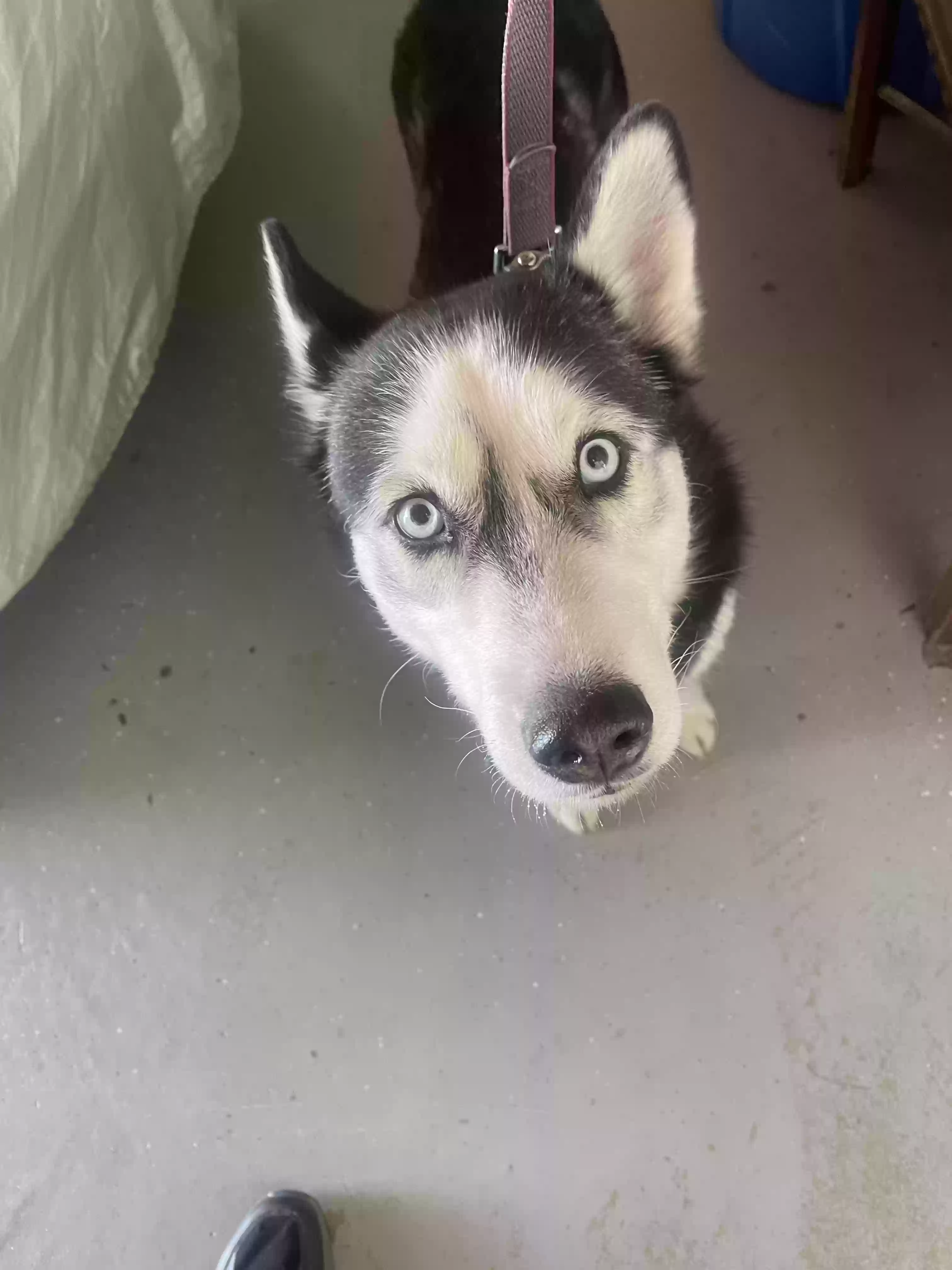 Found dog in Bloomington, CA, 92316