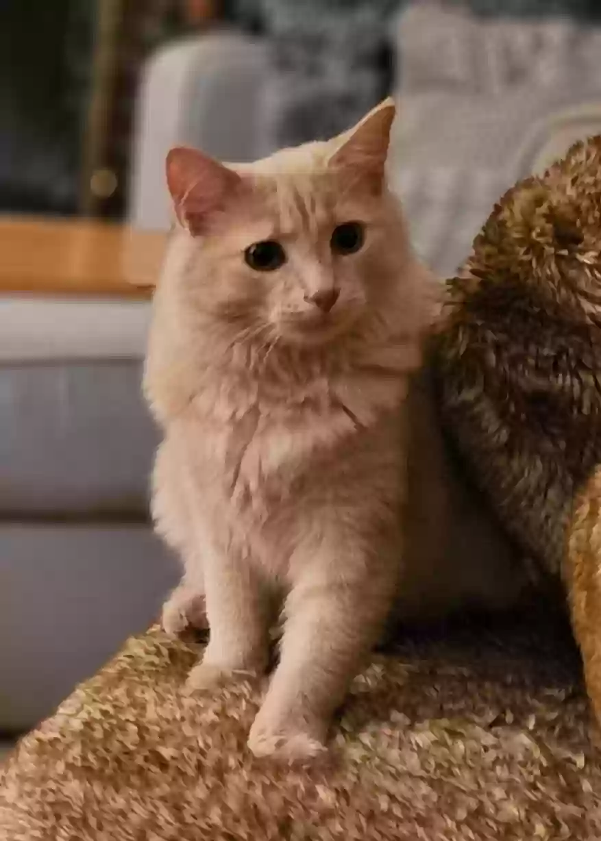 Lost cat in Blanchester, OH, 45107