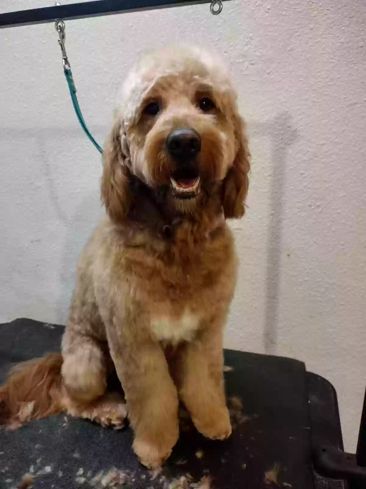 Lost dog in Silverton, OR, 97381