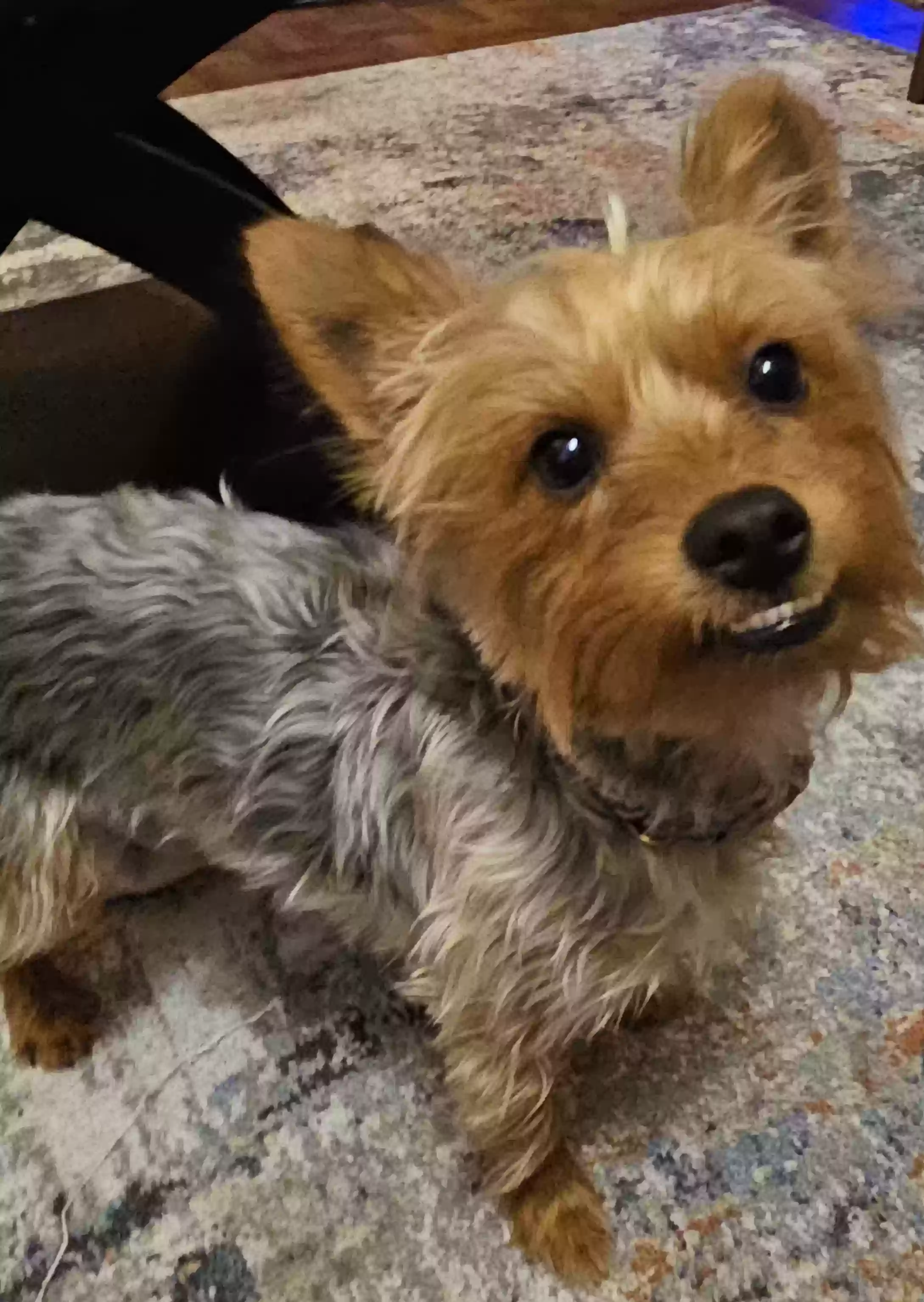 Lost dog in Memphis, TN, 38114