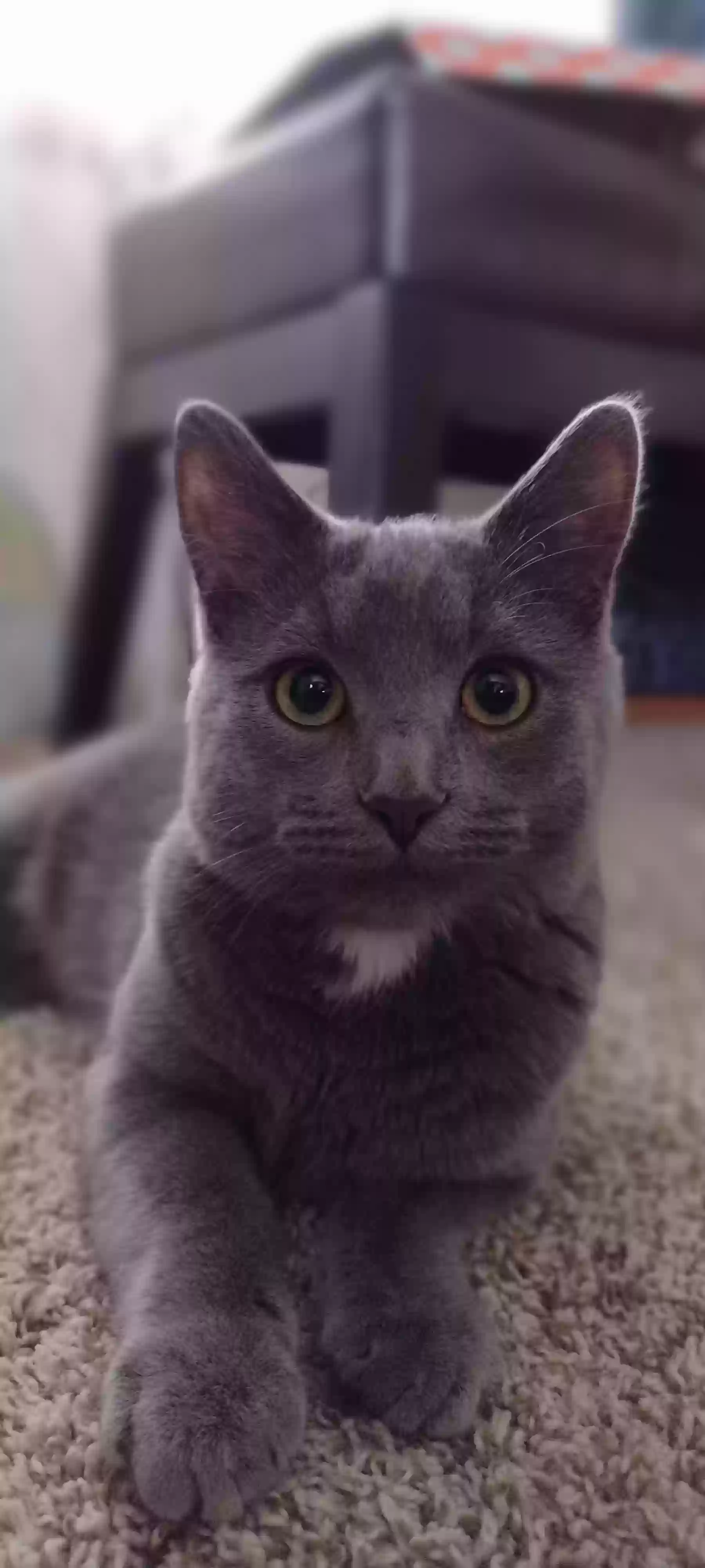 Lost cat in Janesville, WI, 53546