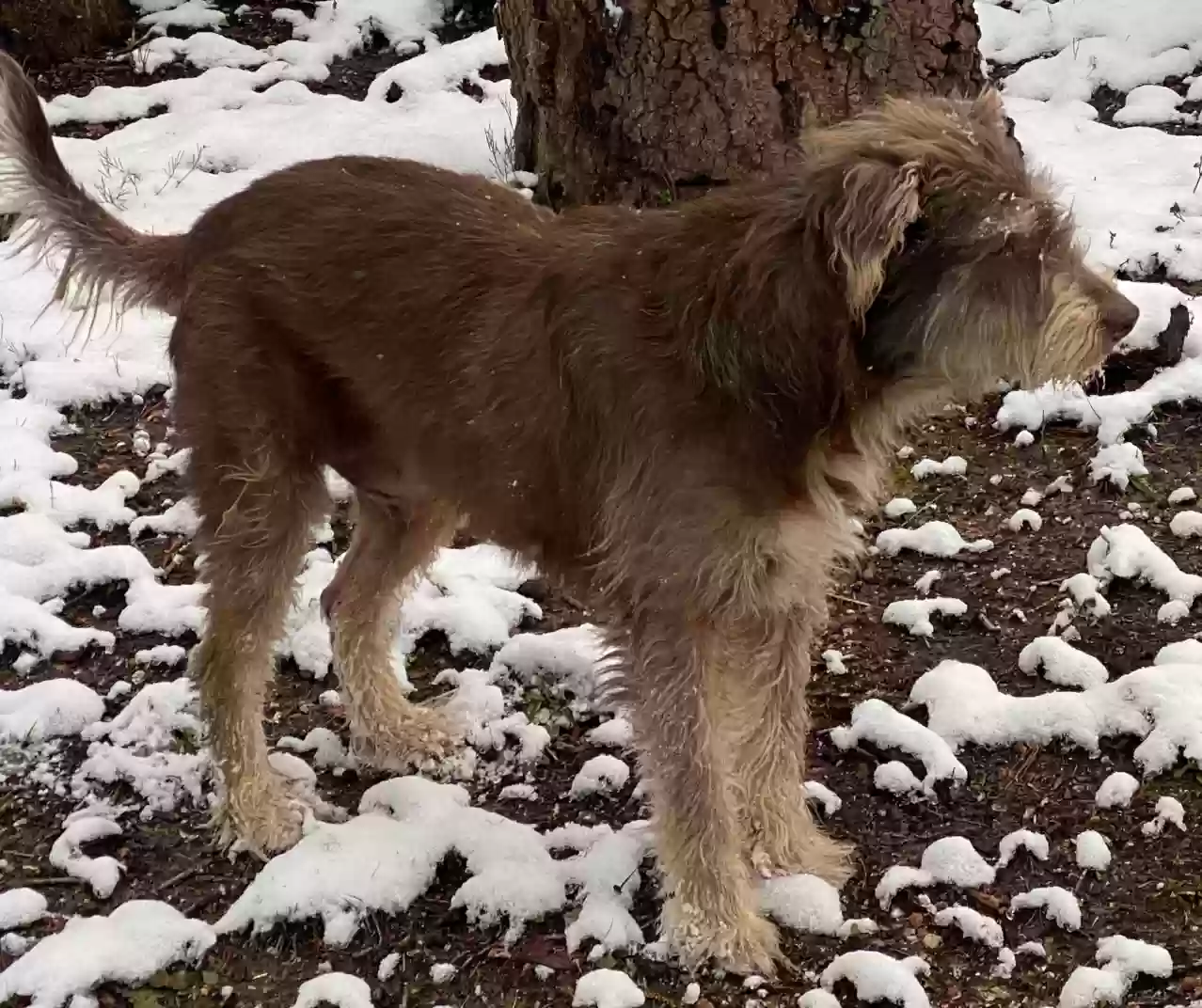 Lost dog in Chattanooga, TN, 37415