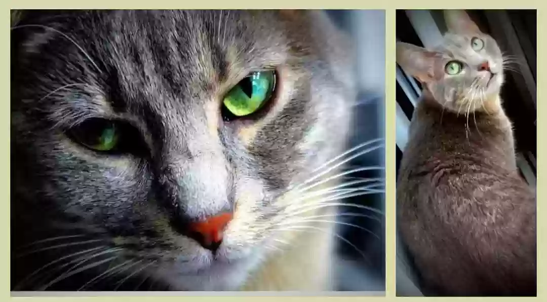 Lost cat in Sterling Heights, MI, 48312