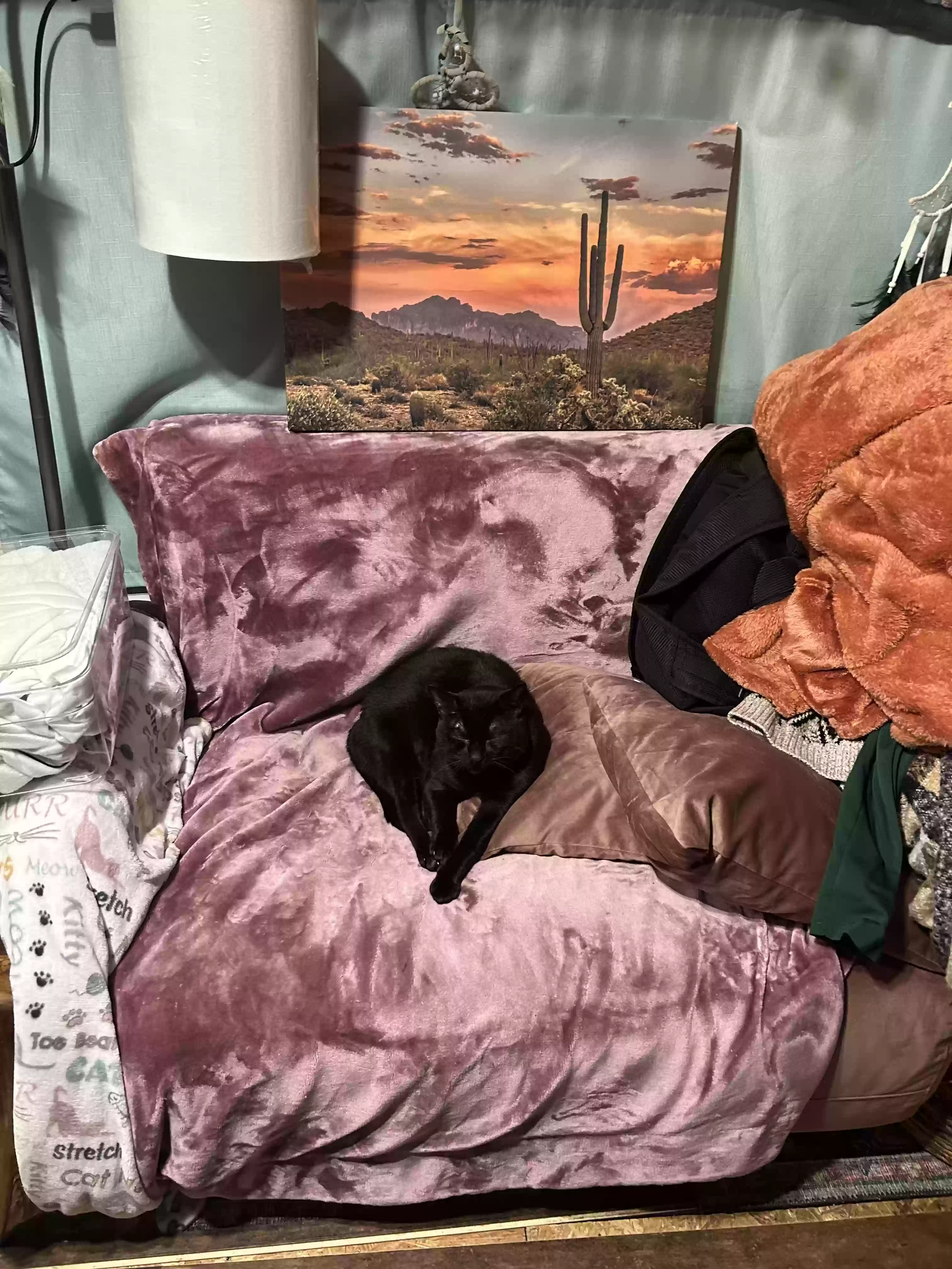 Lost cat in Hastings, FL, 32145
