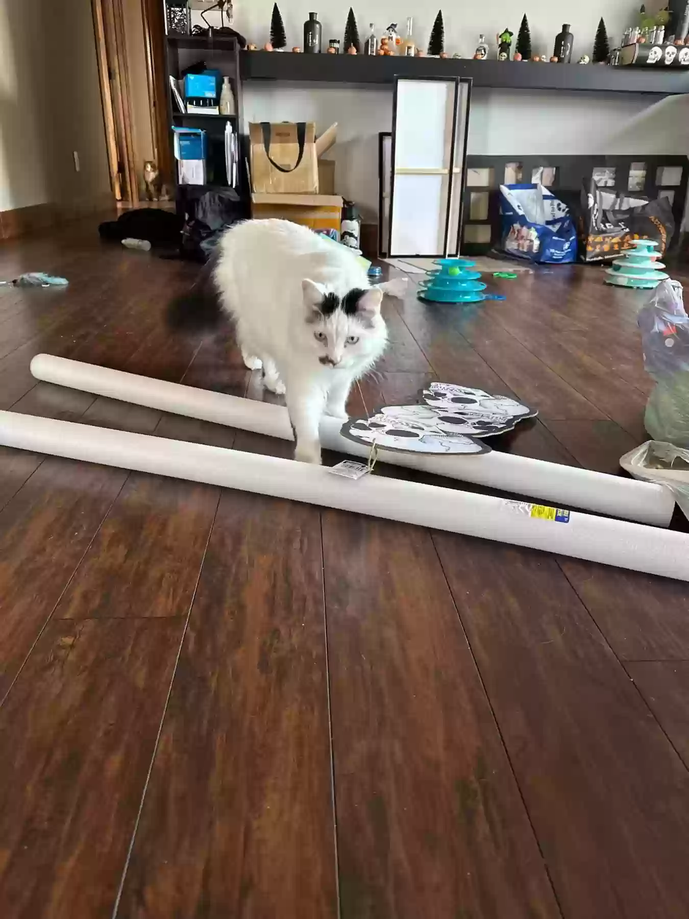 Lost cat in Champlin, MN, 55316