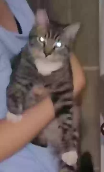 Lost cat in Whittier, CA, 90606