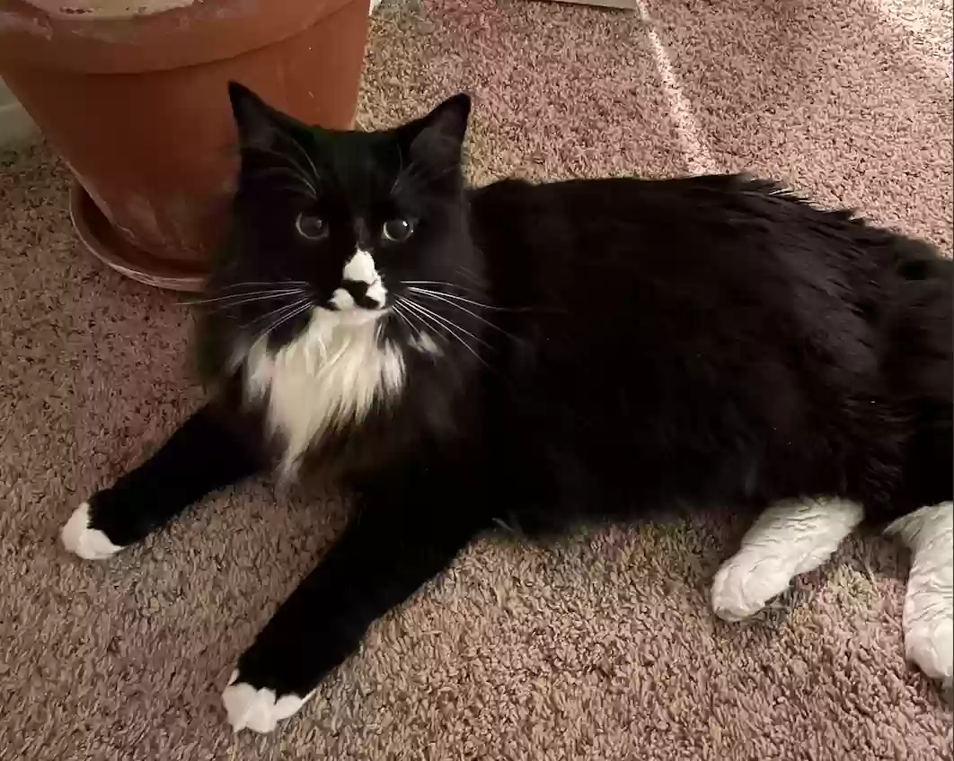Lost cat in Seattle, WA, 98117