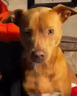 Lost dog in Orange, VA, 22960