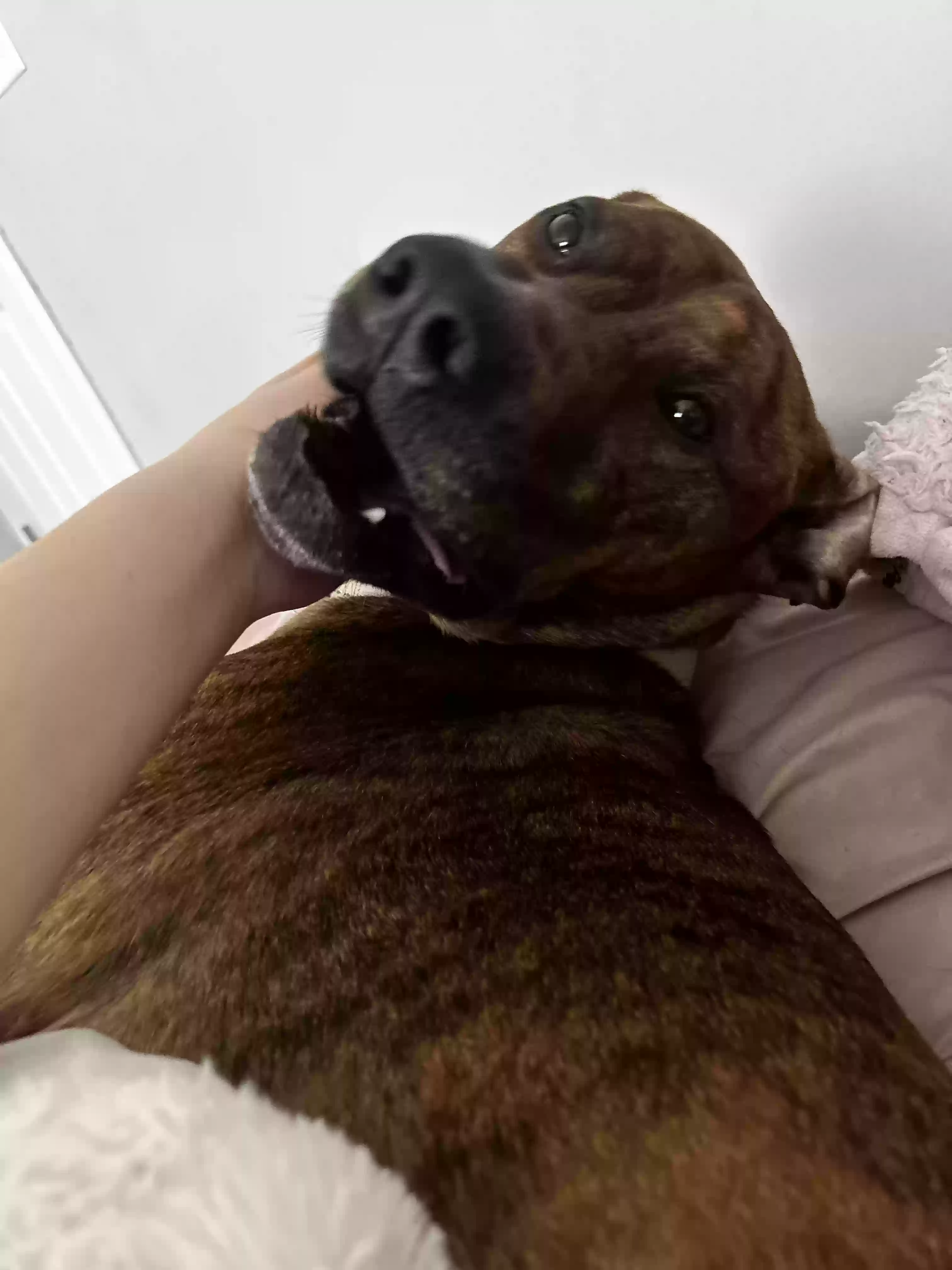 Lost dog in Lorain, OH, 44053