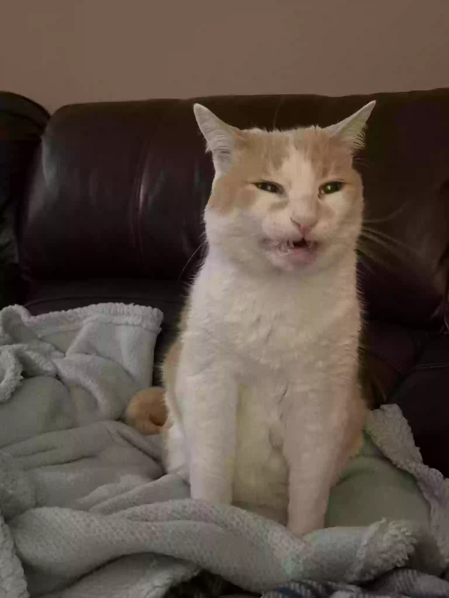 Lost cat in Nazareth, PA, 18064