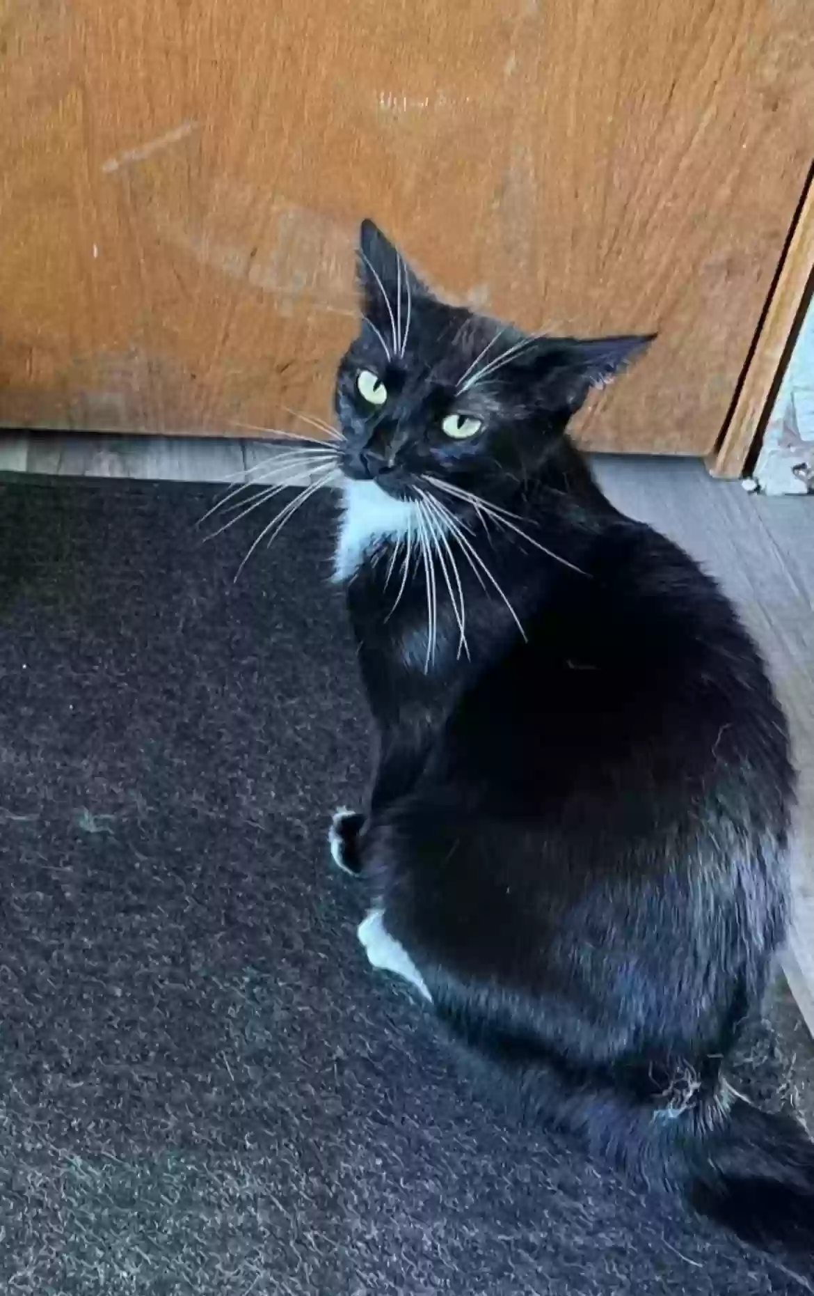 Lost cat in Big Lake, MN, 55309
