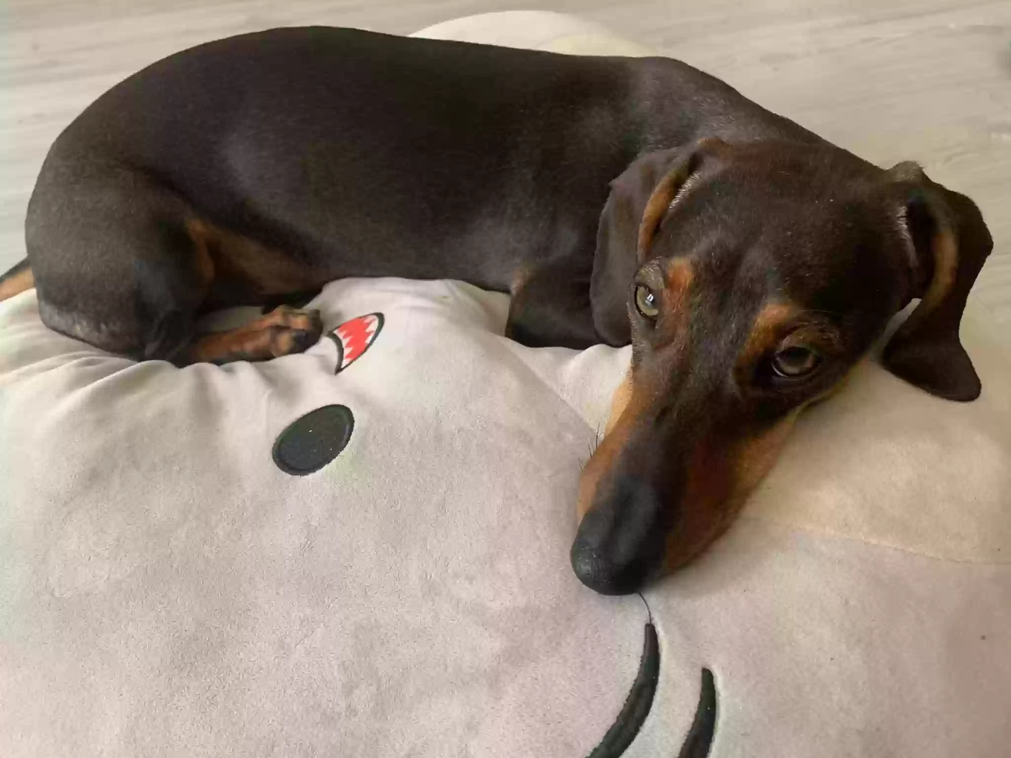 Lost dog in San Diego, CA, 92101