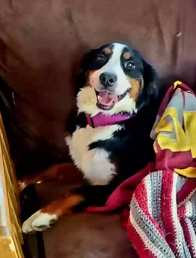 Lost dog in Cincinnati, OH, 45240