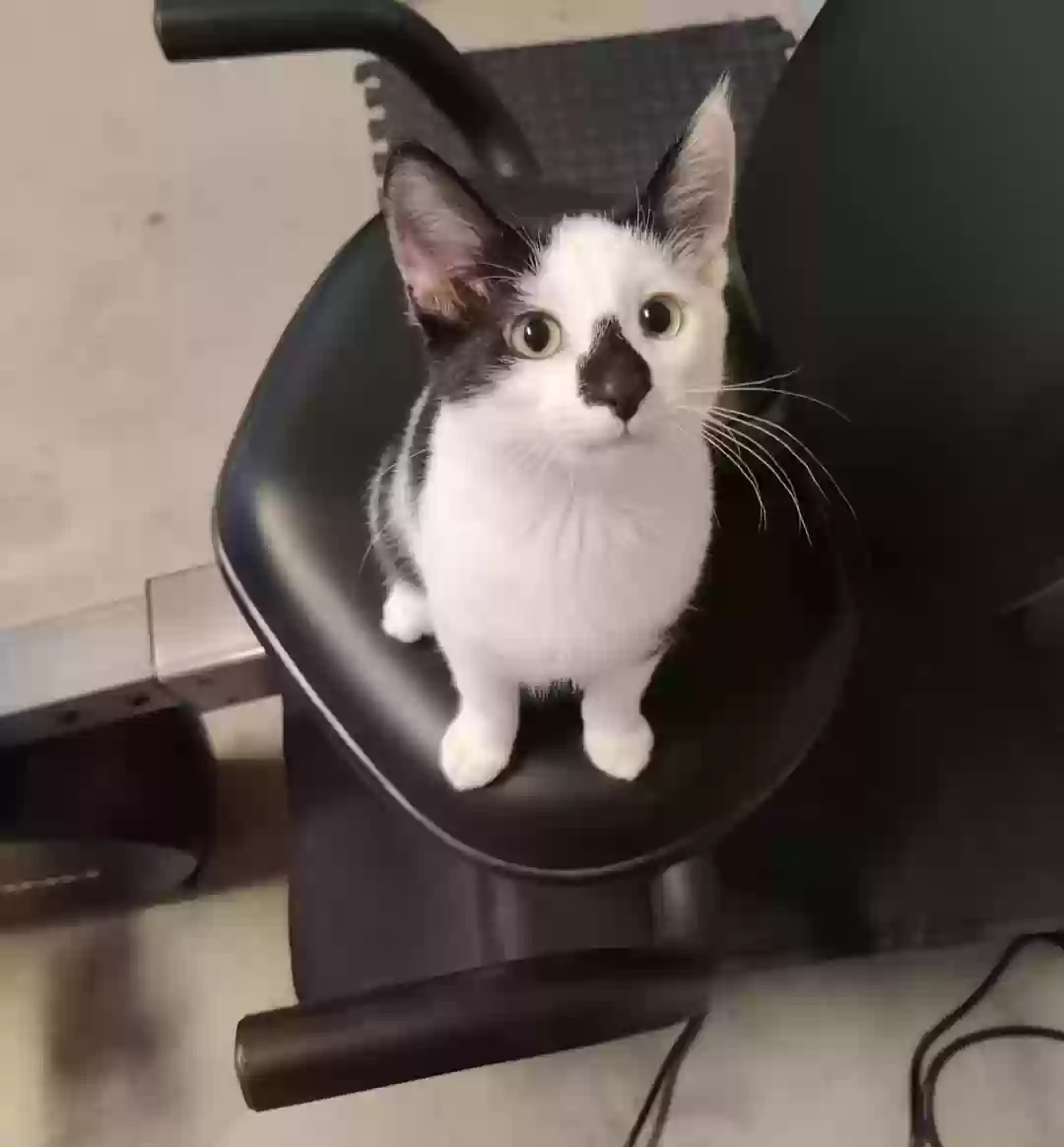 Lost cat in Greeley, CO, 80634