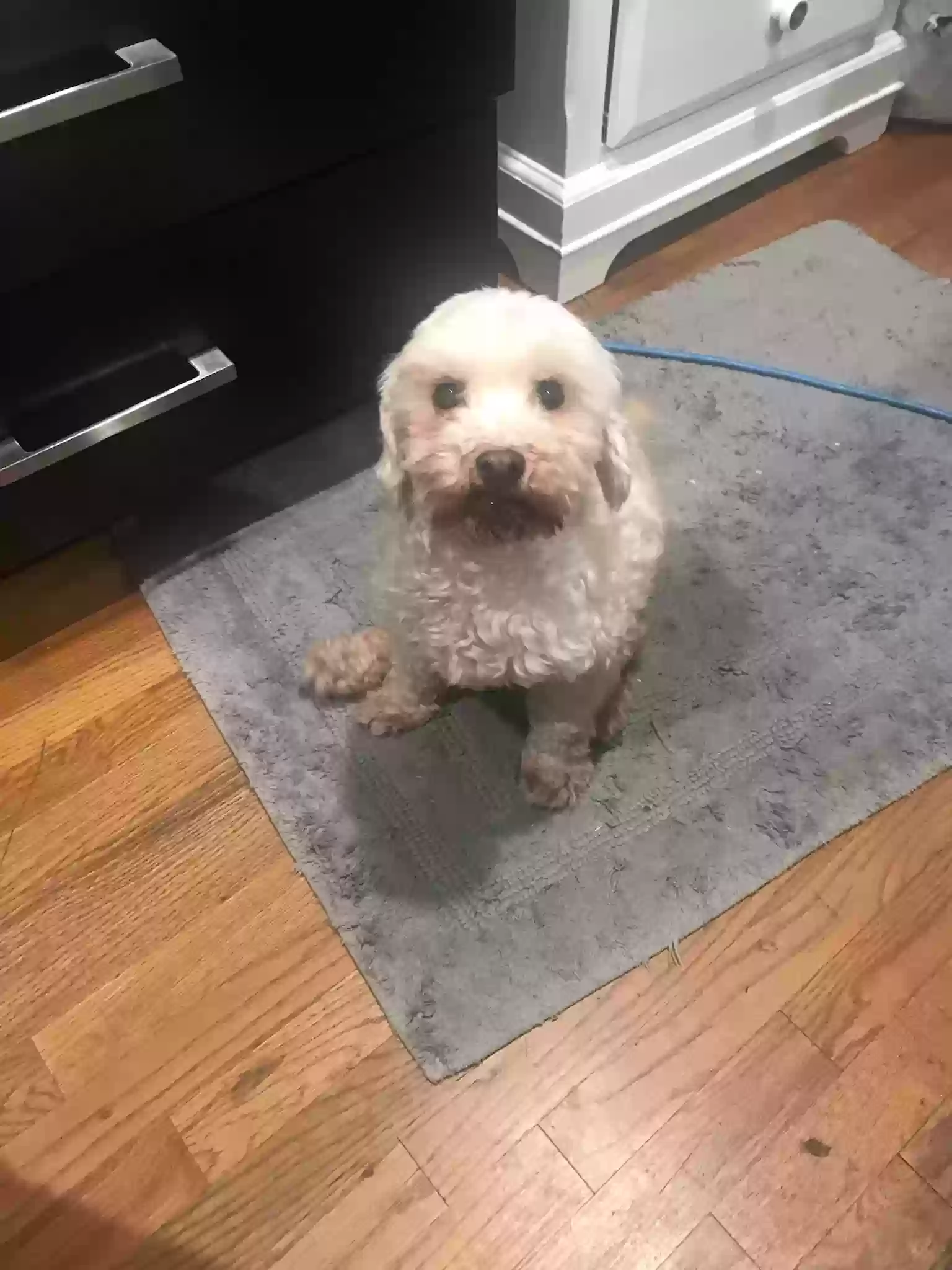 Lost dog in Pacoima, CA, 91331
