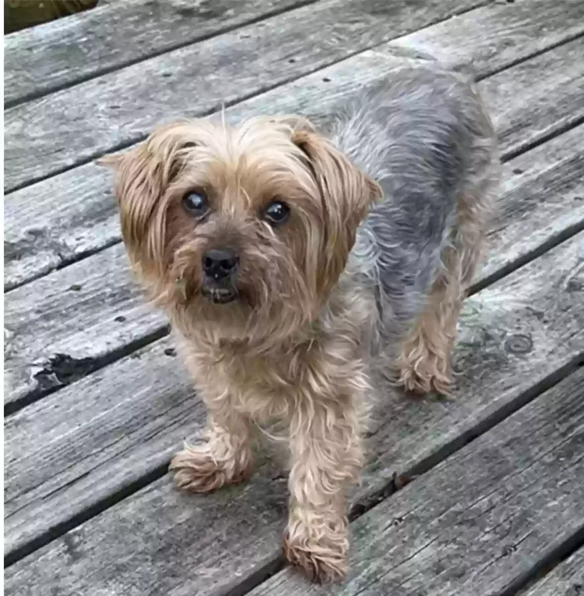 Lost dog in Burlington, NC, 27215