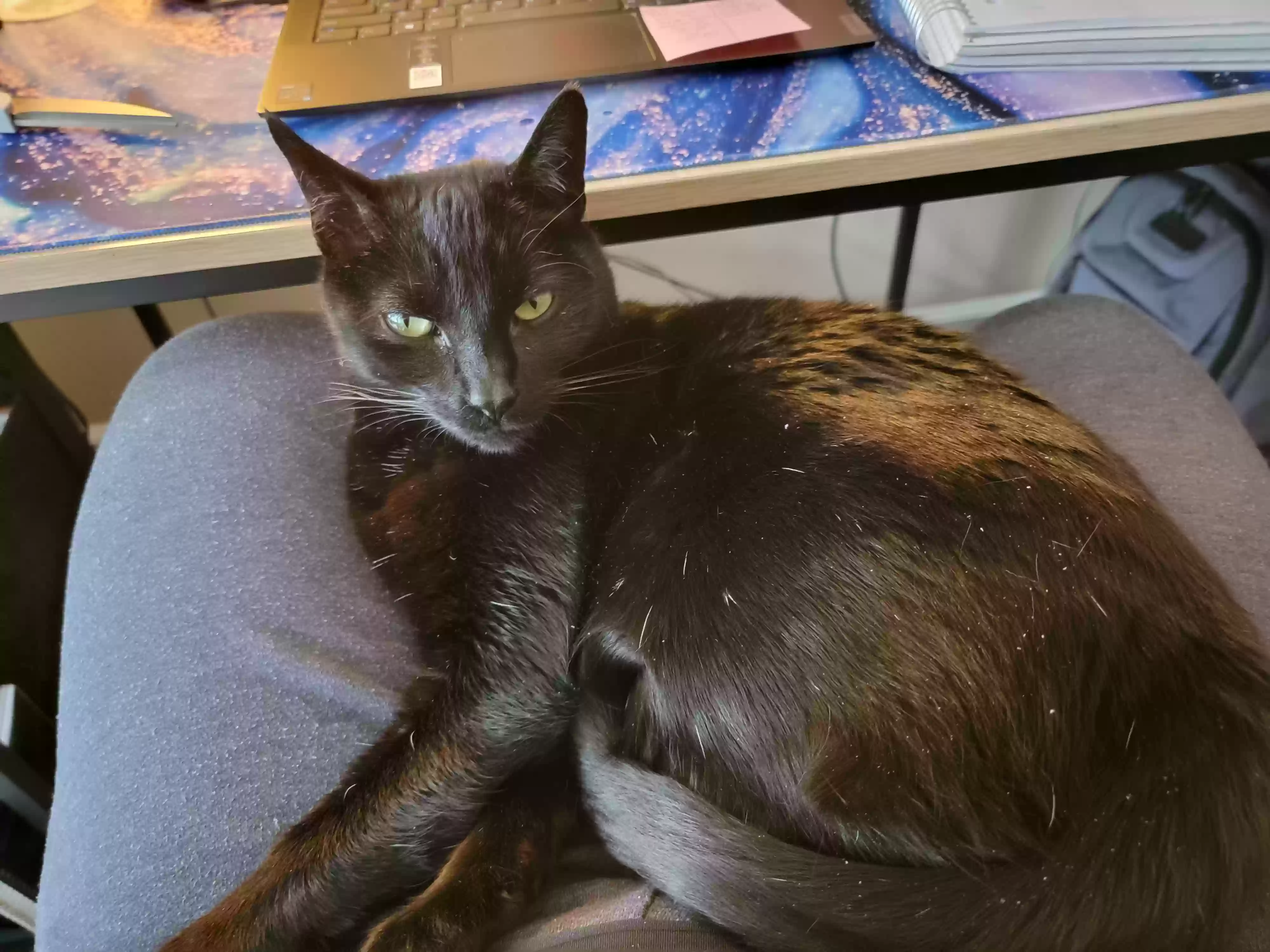 Lost cat in Greenfield, IN, 46140