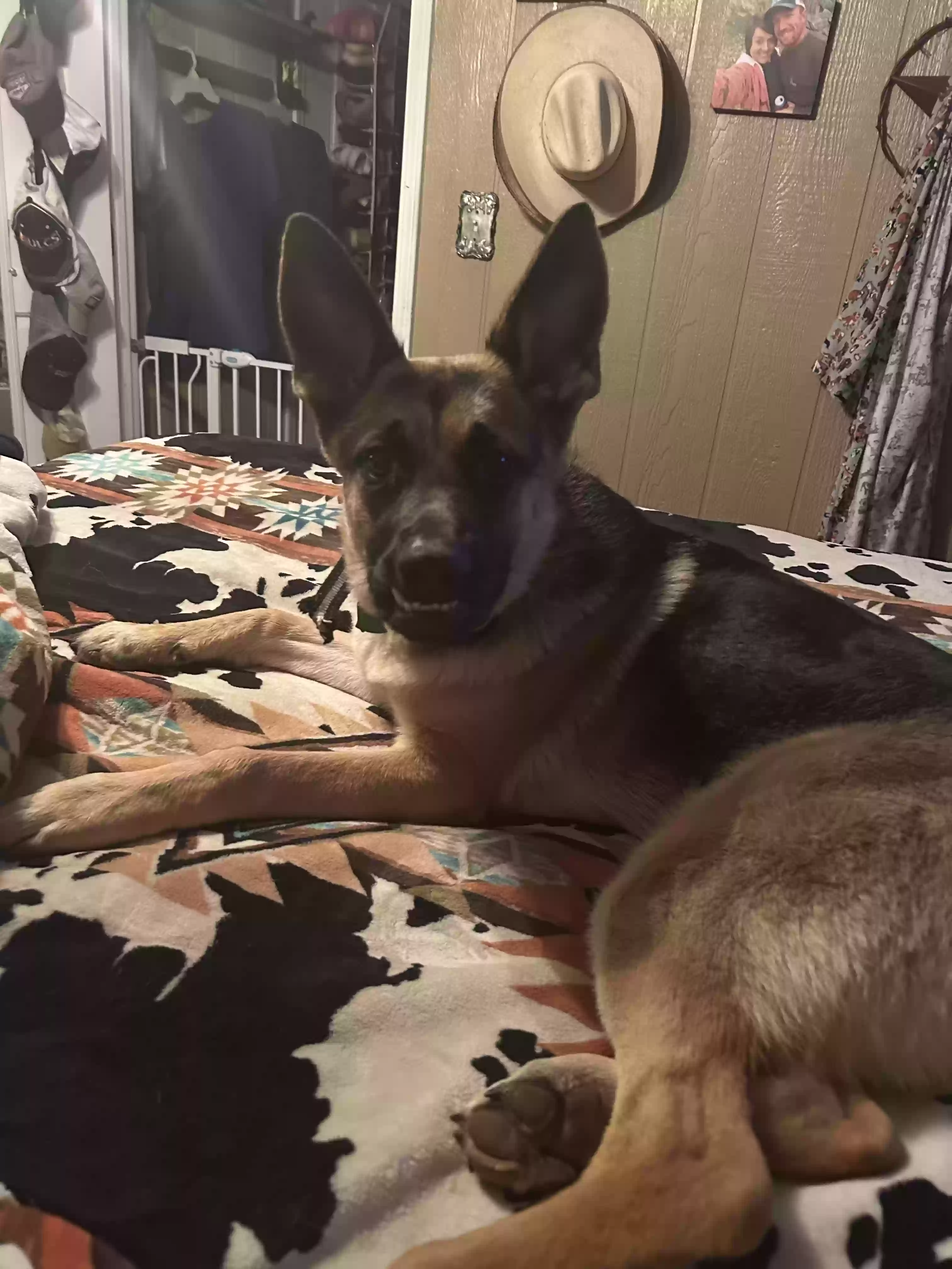 Lost dog in Granite Falls, NC, 28630