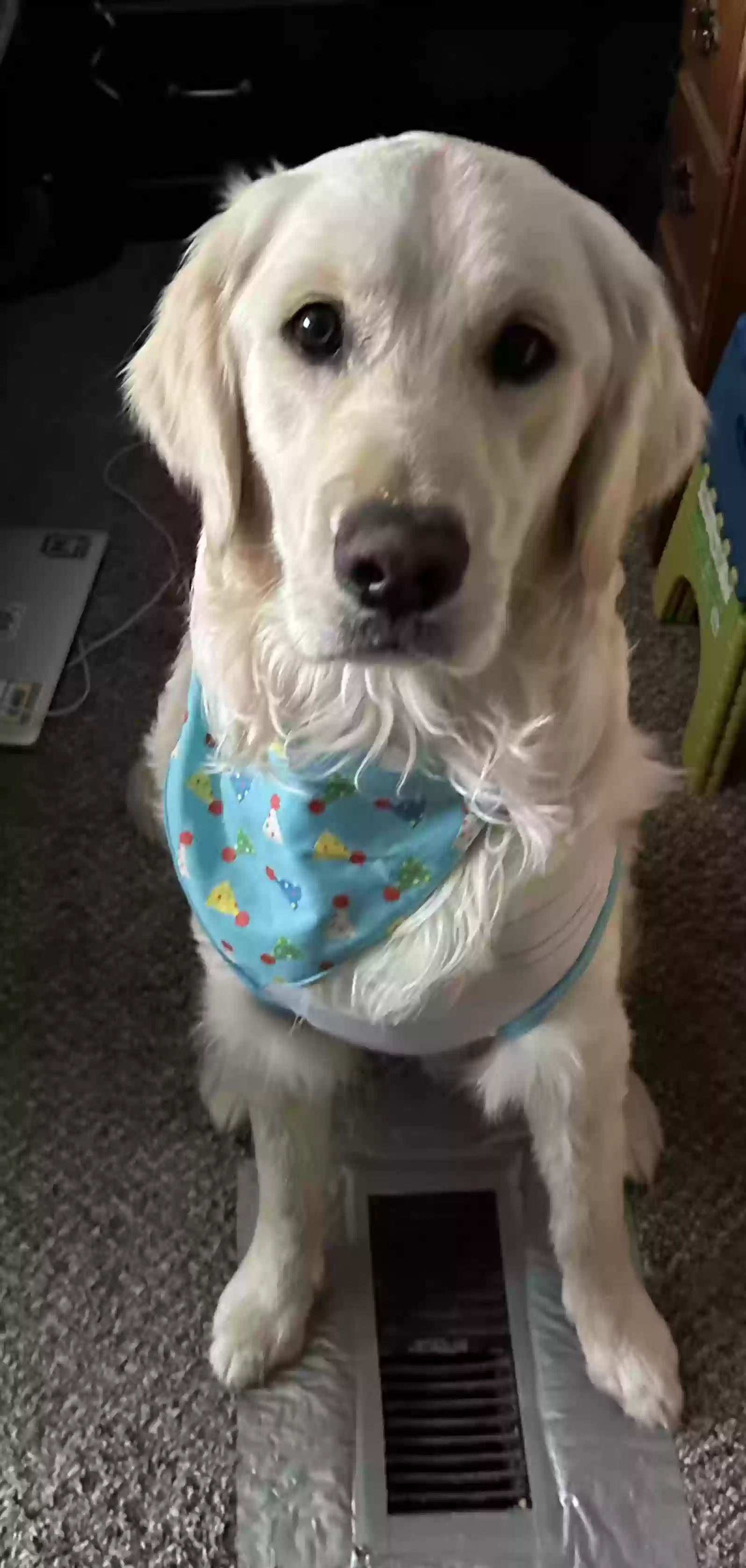 Lost dog in Sun Valley, NV, 89433