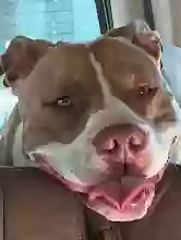 Lost dog in Auburn, WA, 98001