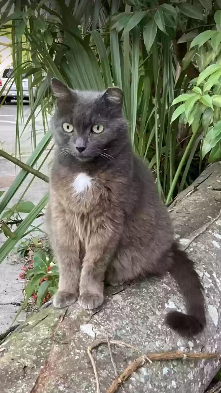 Lost cat in Gainesville, FL, 32601