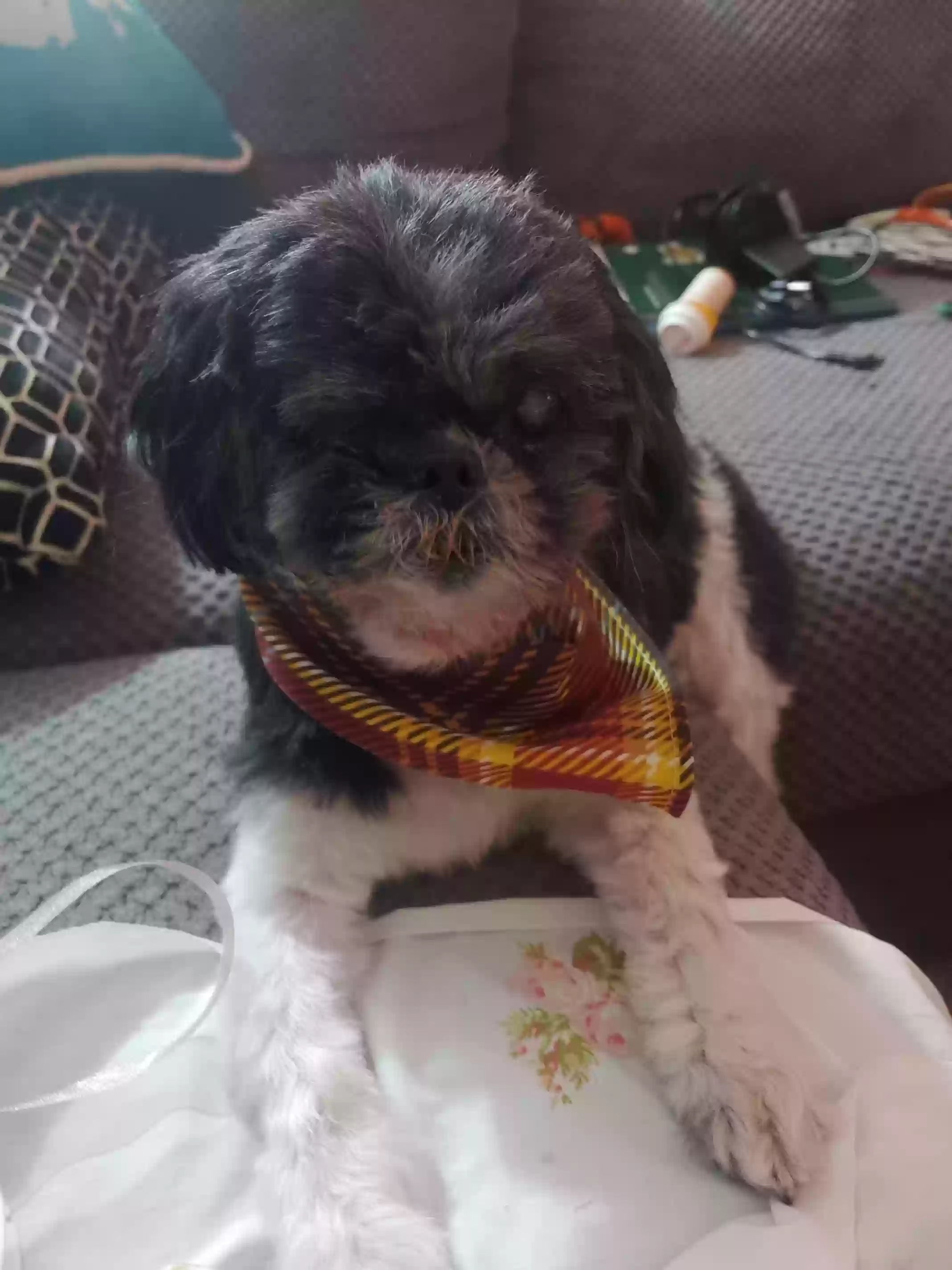 Lost dog in Pontiac, MI, 48340