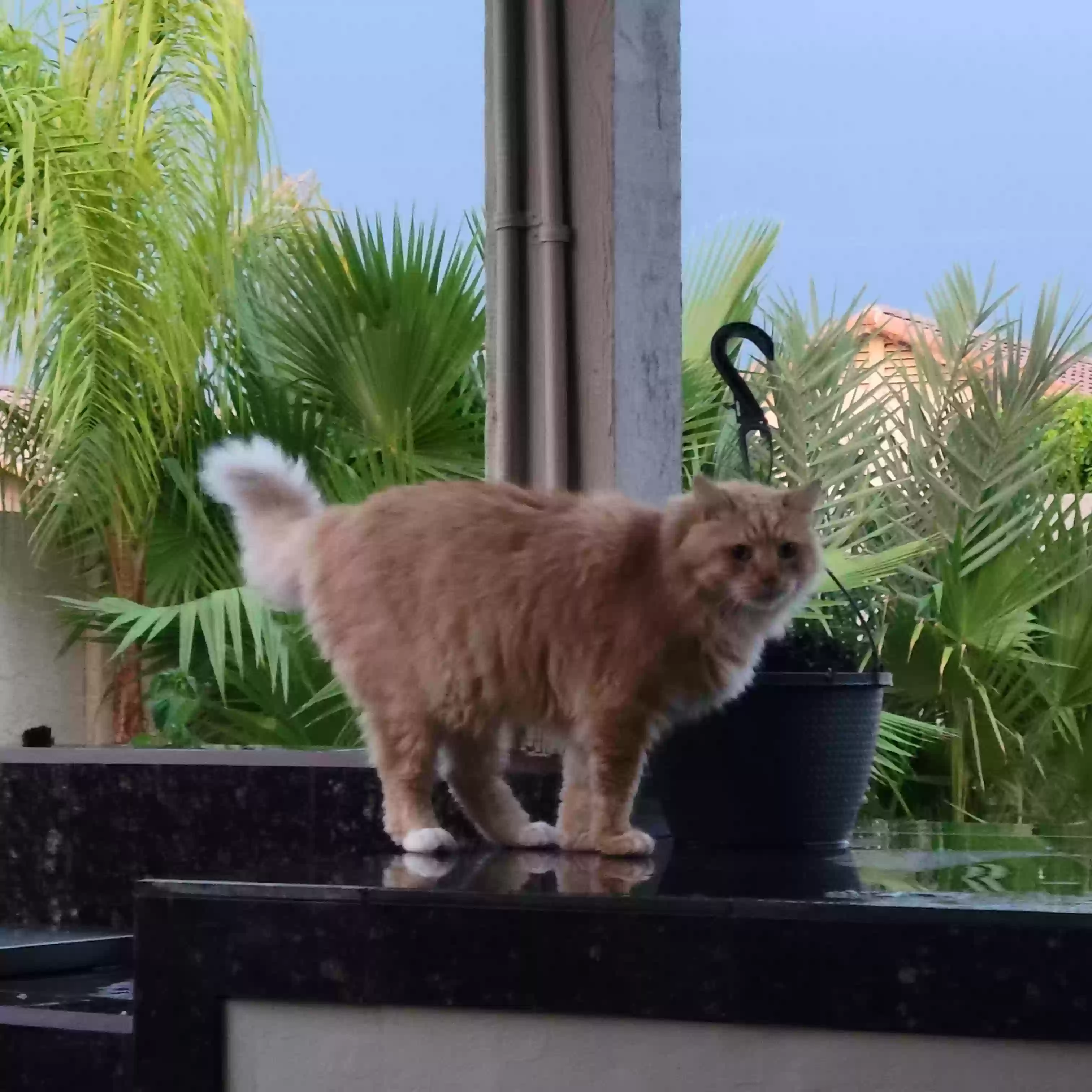 Lost cat in Phoenix, AZ, 85032