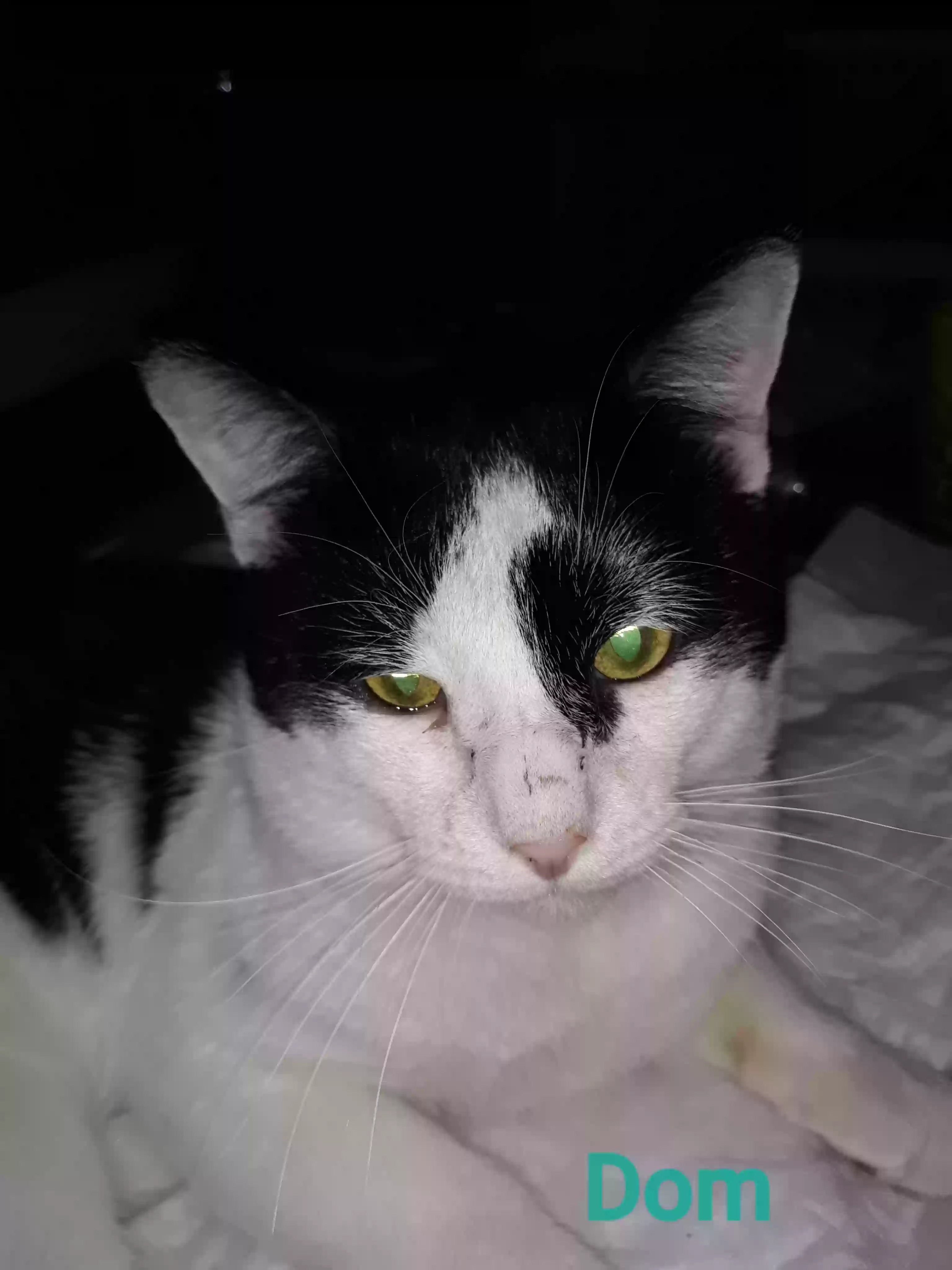 Lost cat in Tulsa, OK, 74105