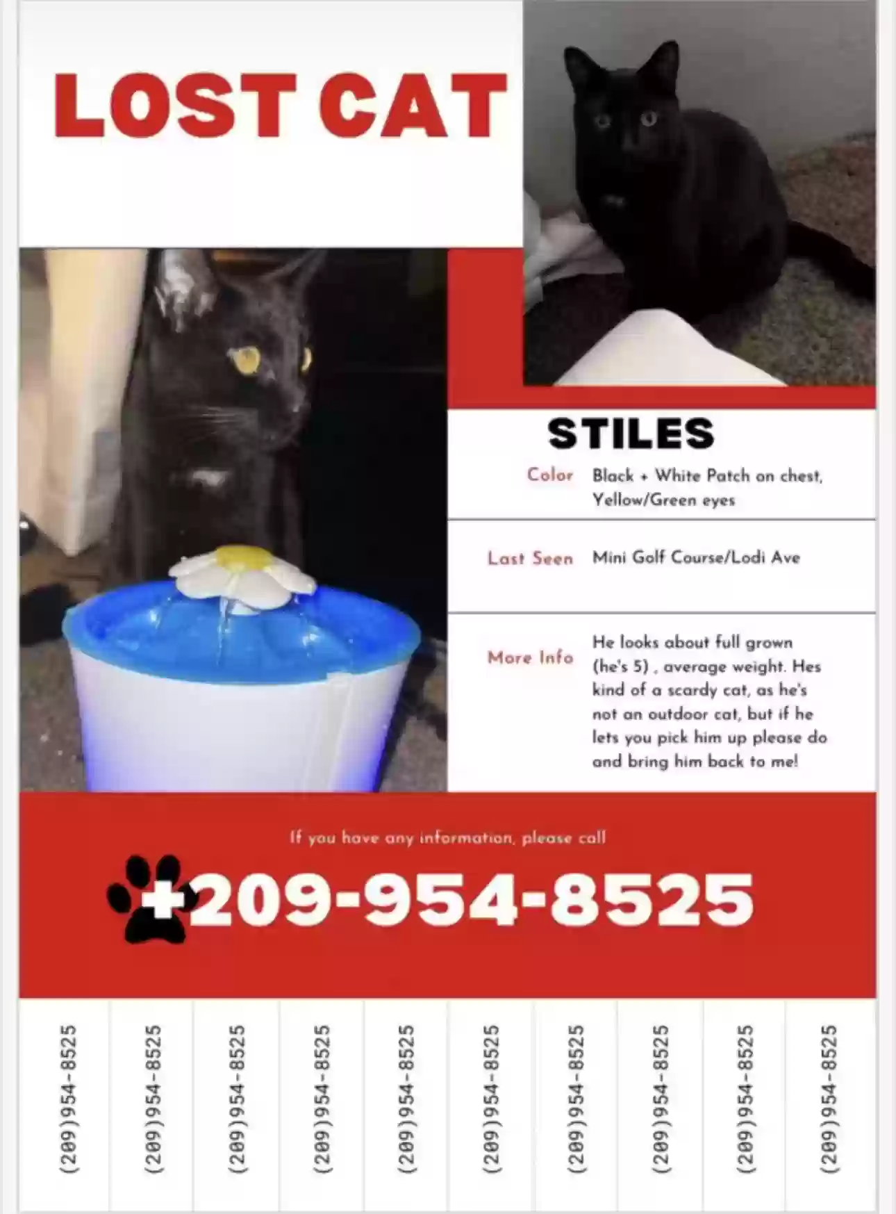 Lost cat in South Lake Tahoe, CA, 96150