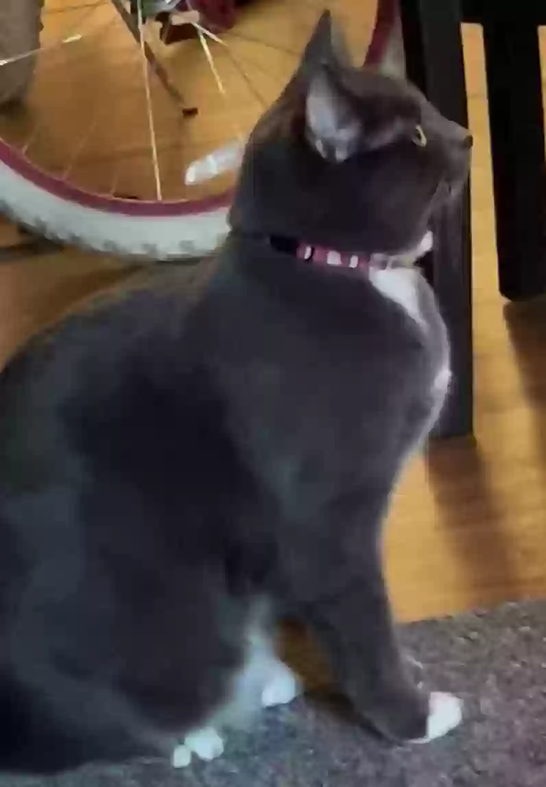 Lost cat in Pittsburgh, PA, 15212