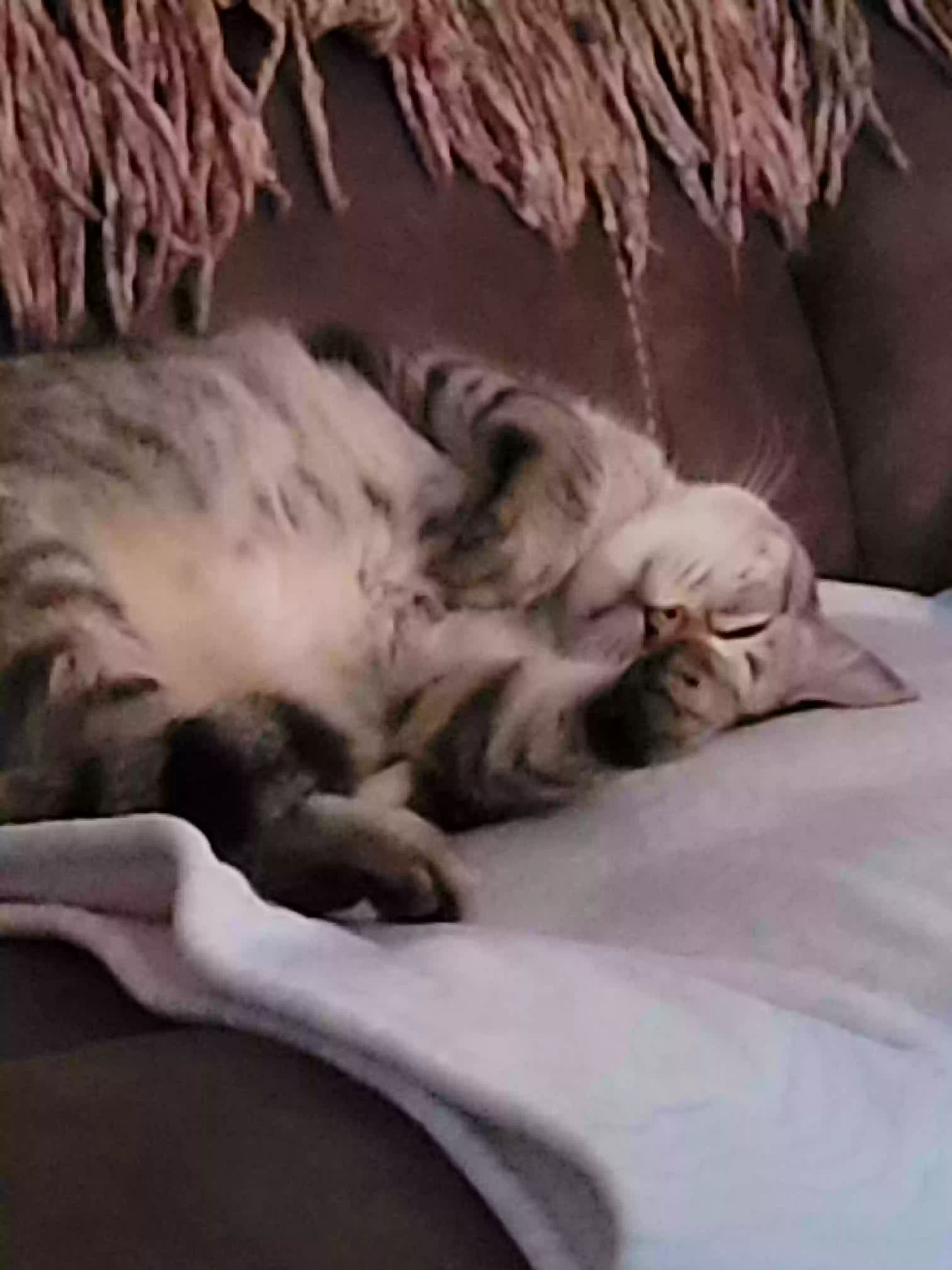 Lost cat in Daytona Beach, FL, 32119
