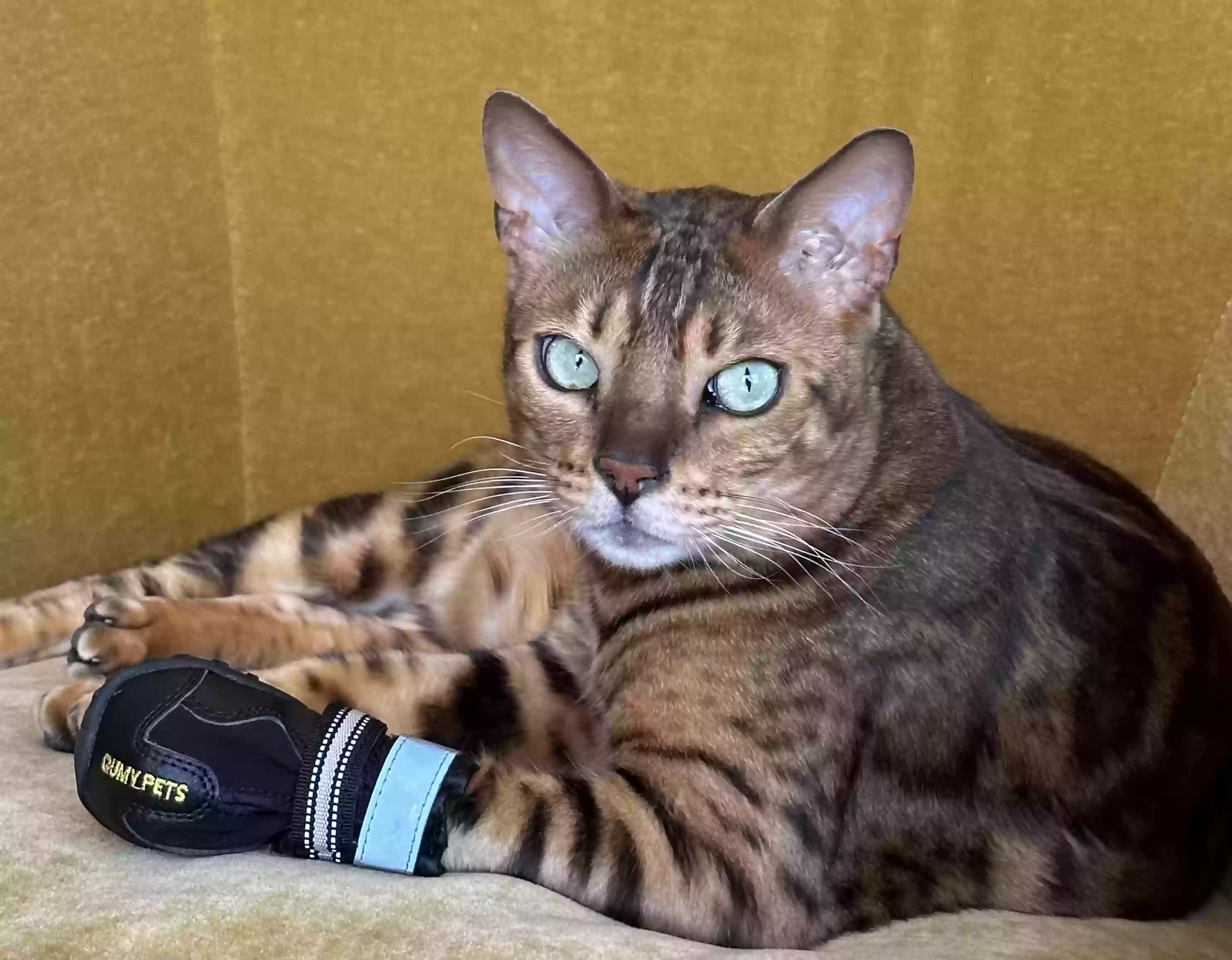Lost cat in Atherton, CA, 94027