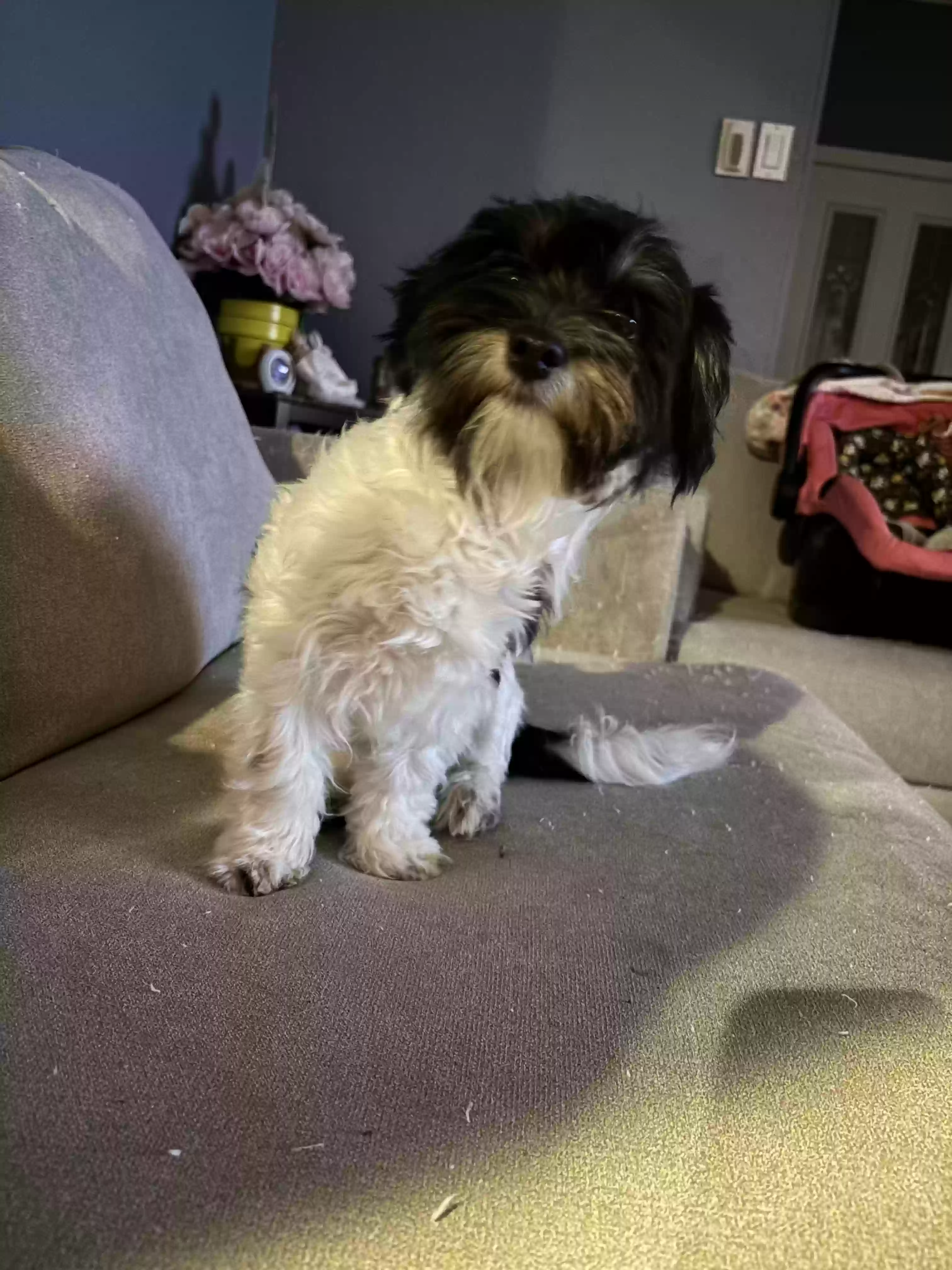 Lost dog in Carrollton, TX, 75007