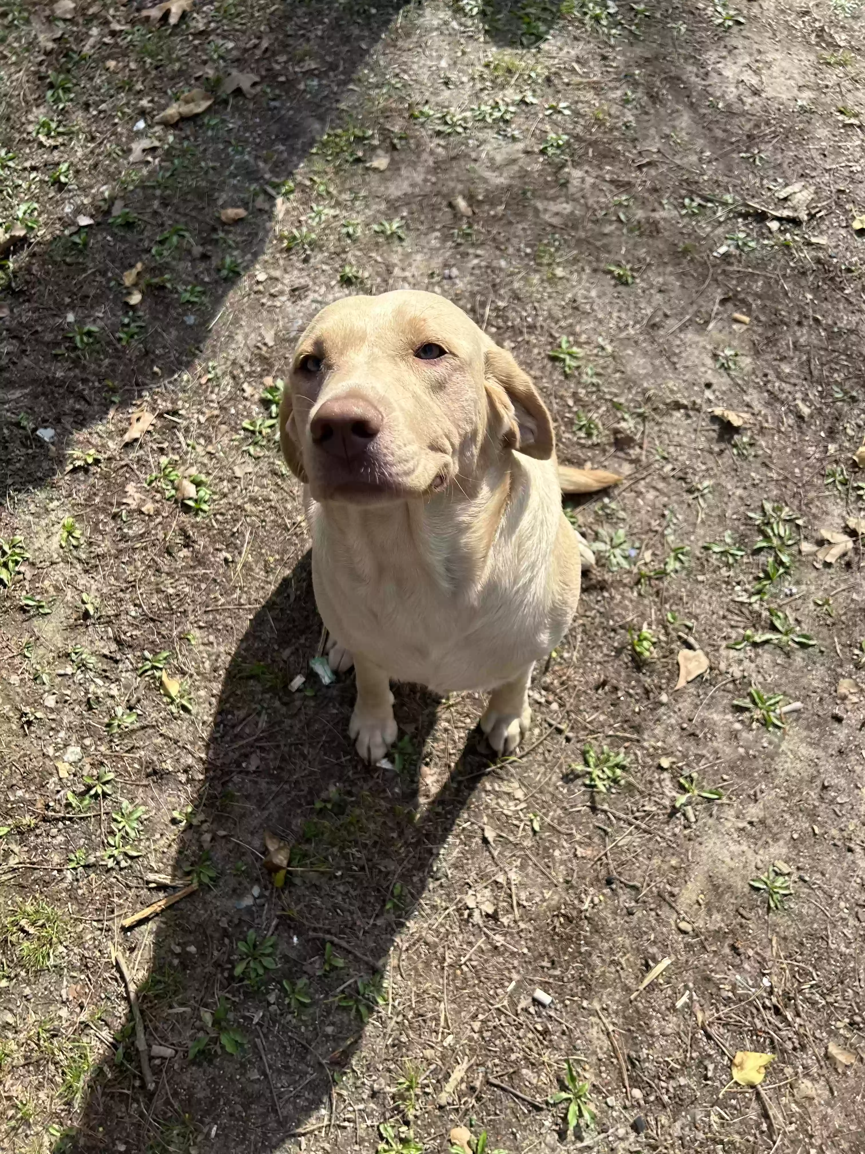 Lost dog in Rossville, GA, 30741