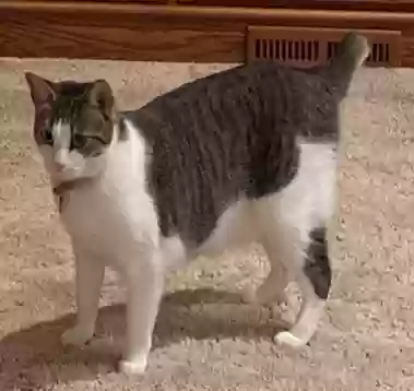 Lost cat in Stillwater, OK, 74075