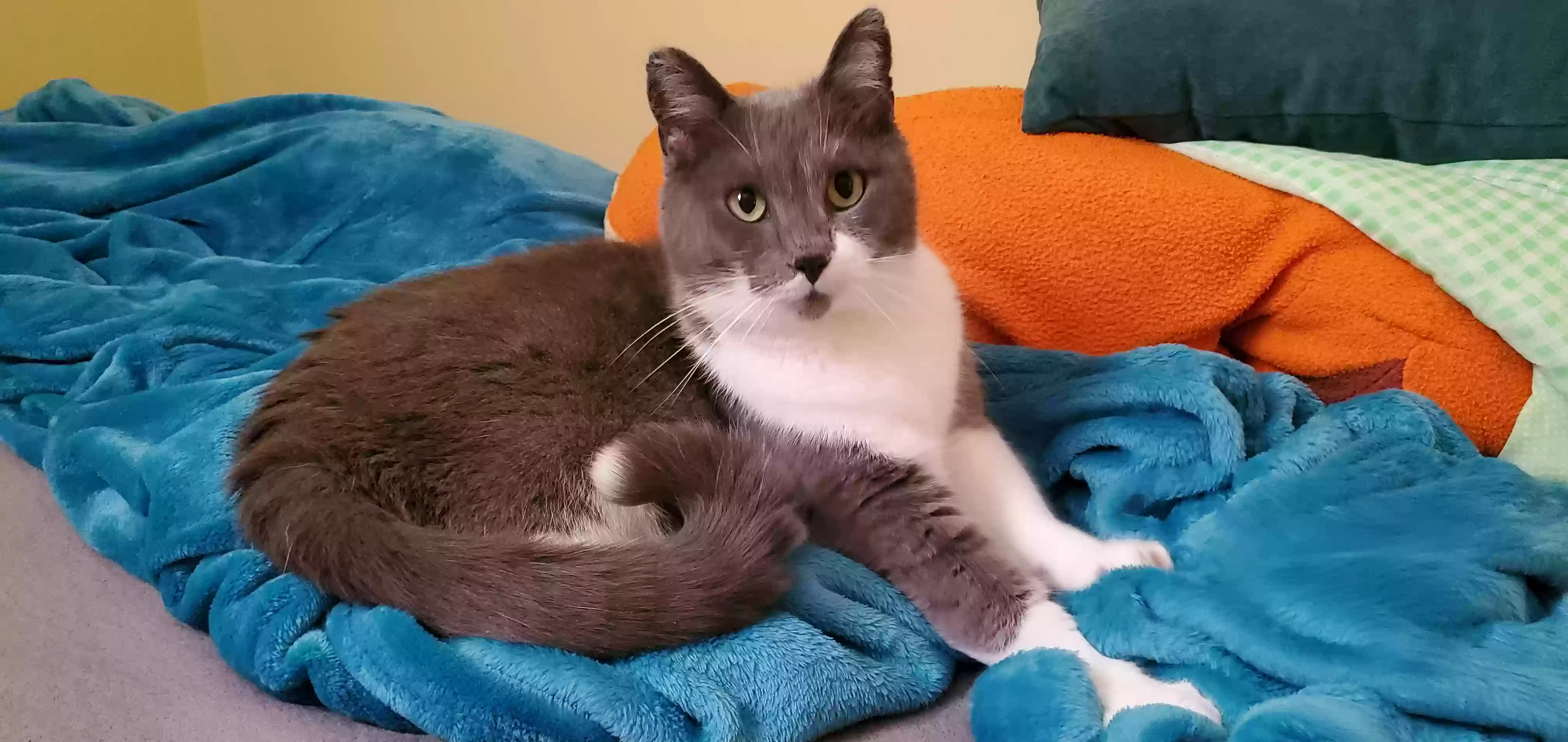 Lost cat in Sodus, MI, 49126