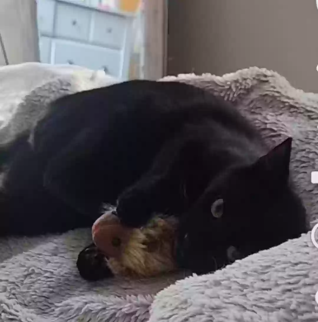 Lost cat in Henderson, NV, 89052