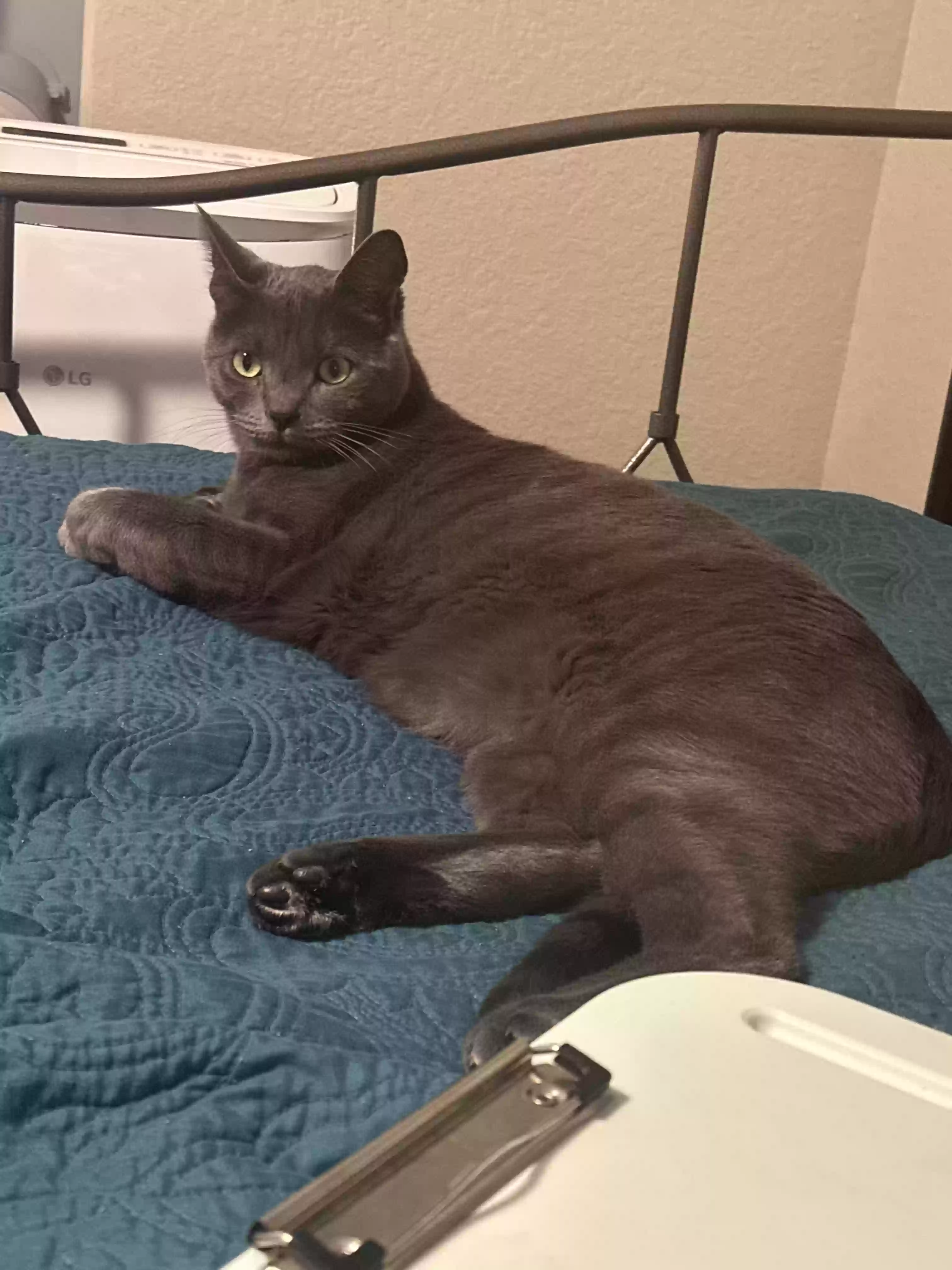 Lost cat in San Diego, CA, 92126