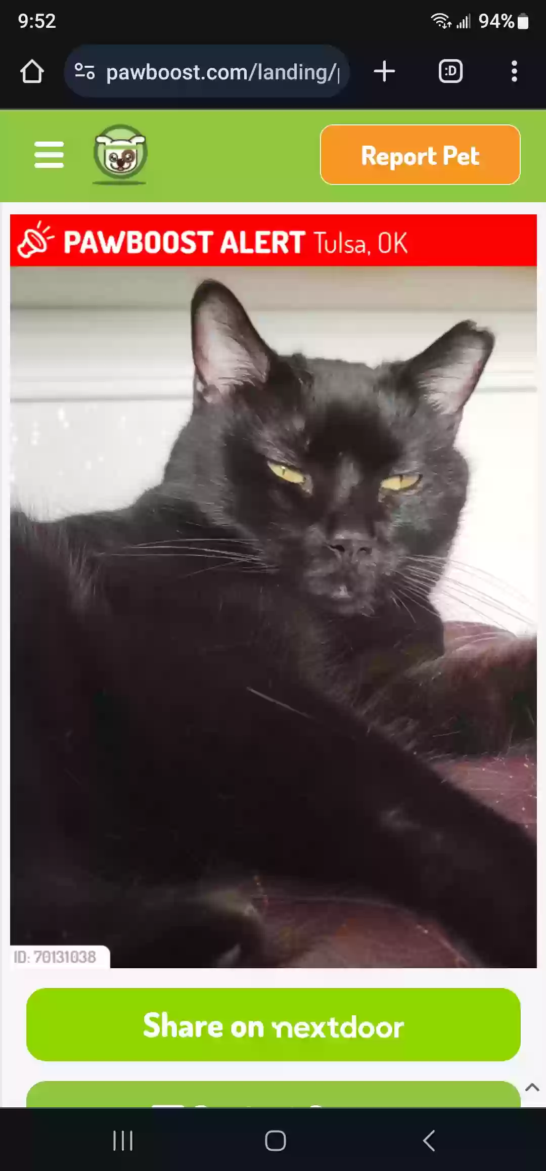 Lost cat in Tulsa, OK, 74133