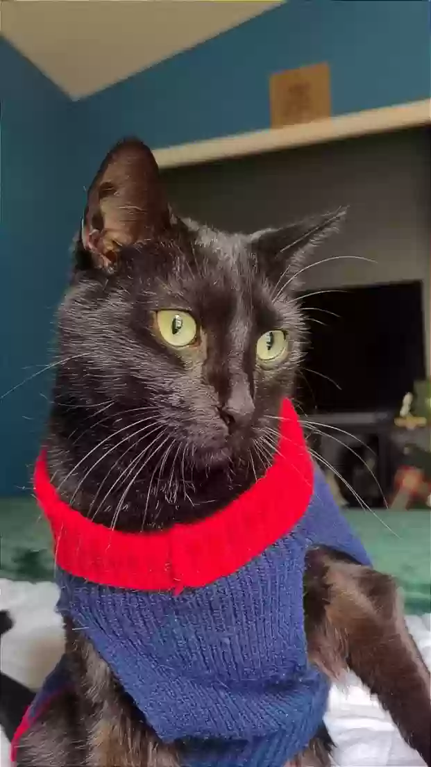 Lost cat in Melbourne, FL, 32935