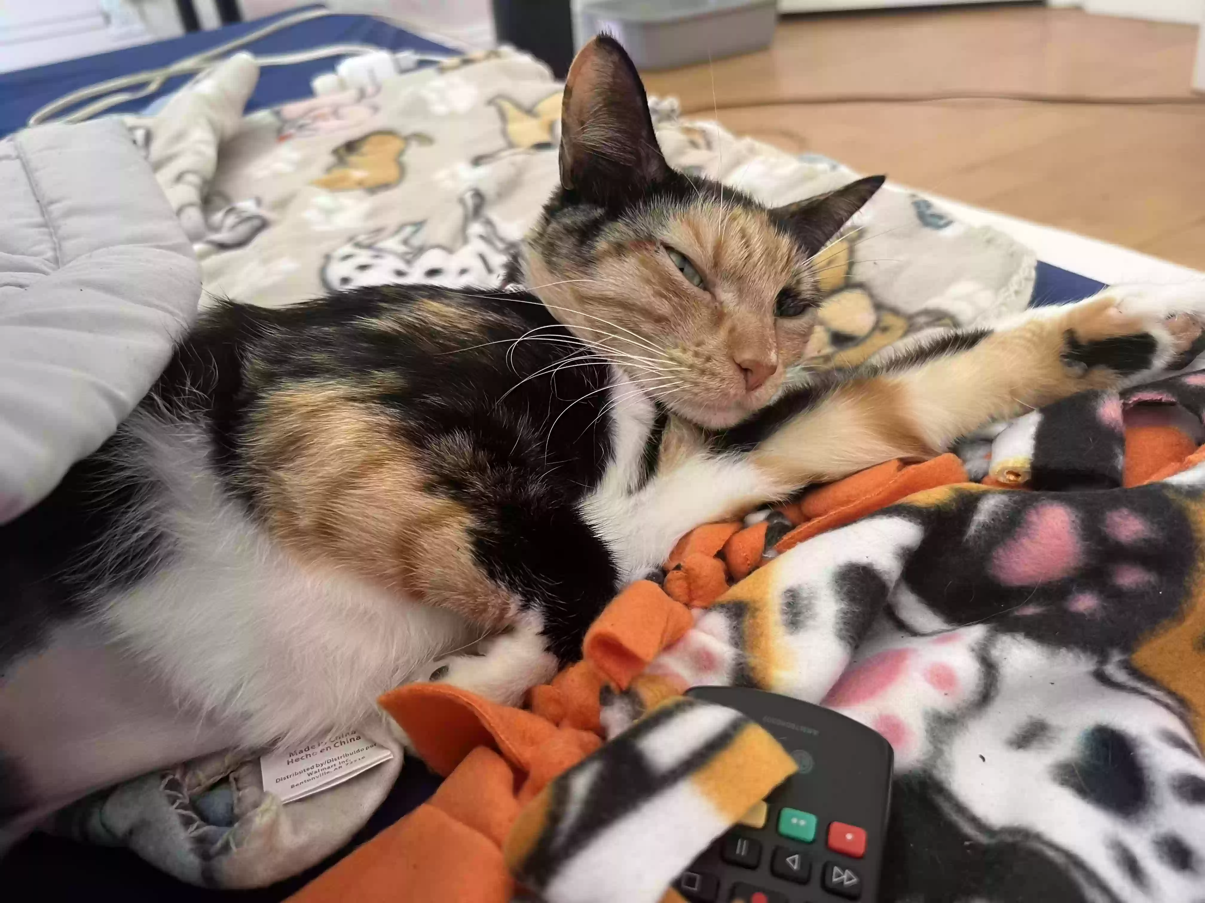 Lost cat in Laguna Niguel, CA, 92677