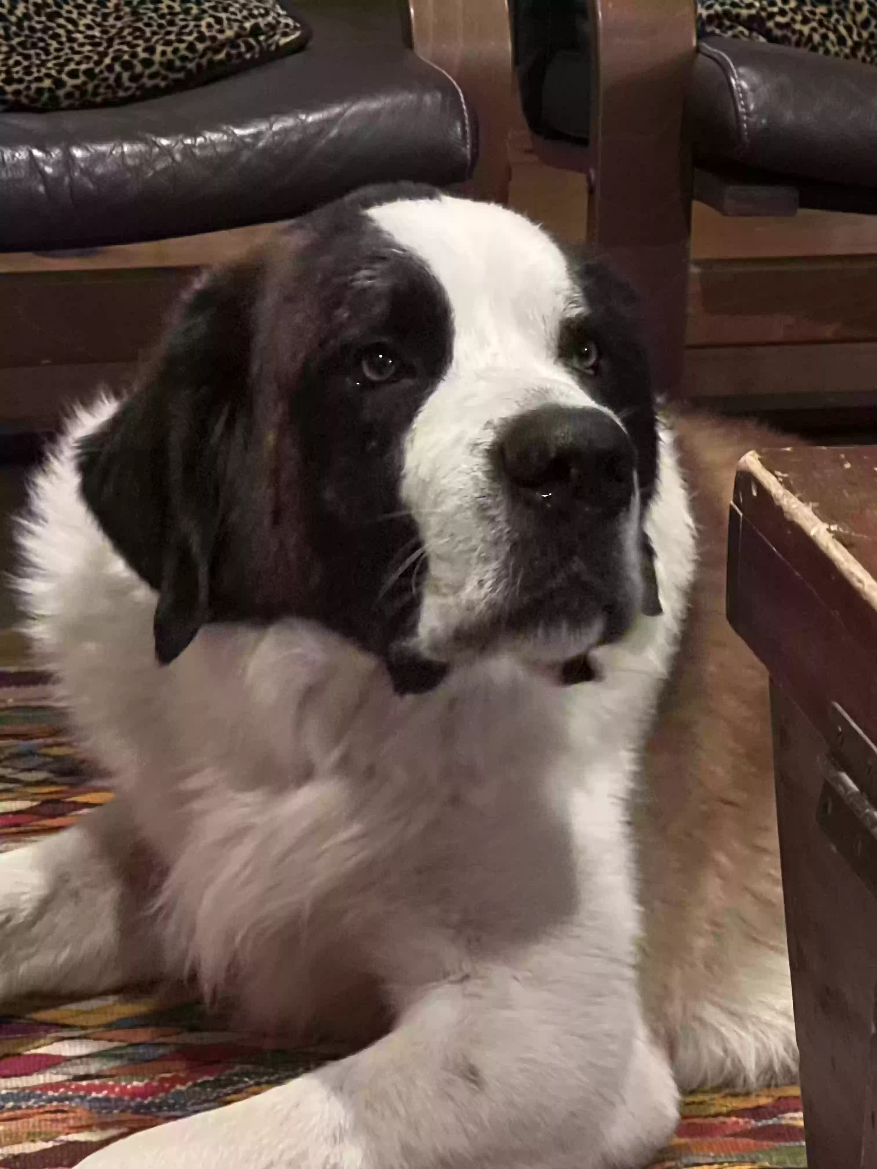 Lost dog in Florence, TX, 76527