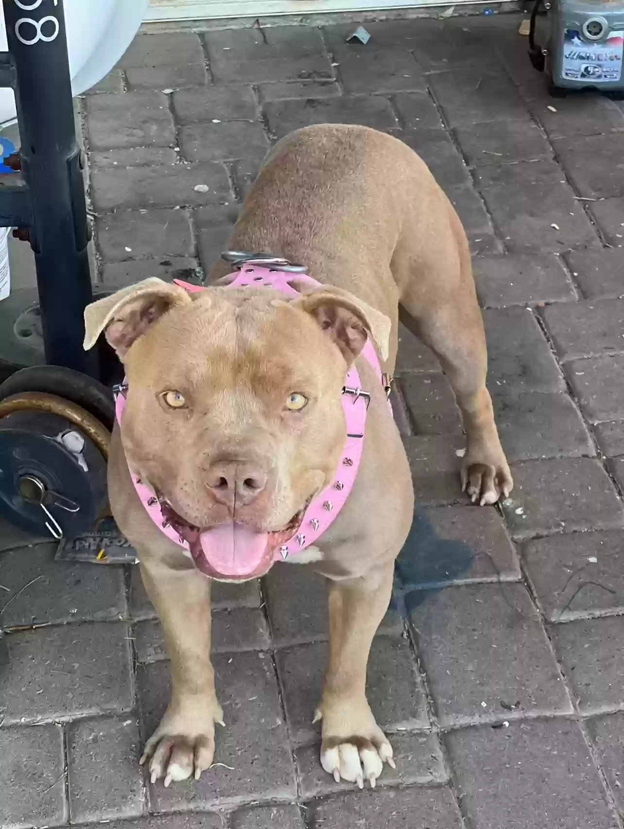 Lost dog in Phoenix, AZ, 85043