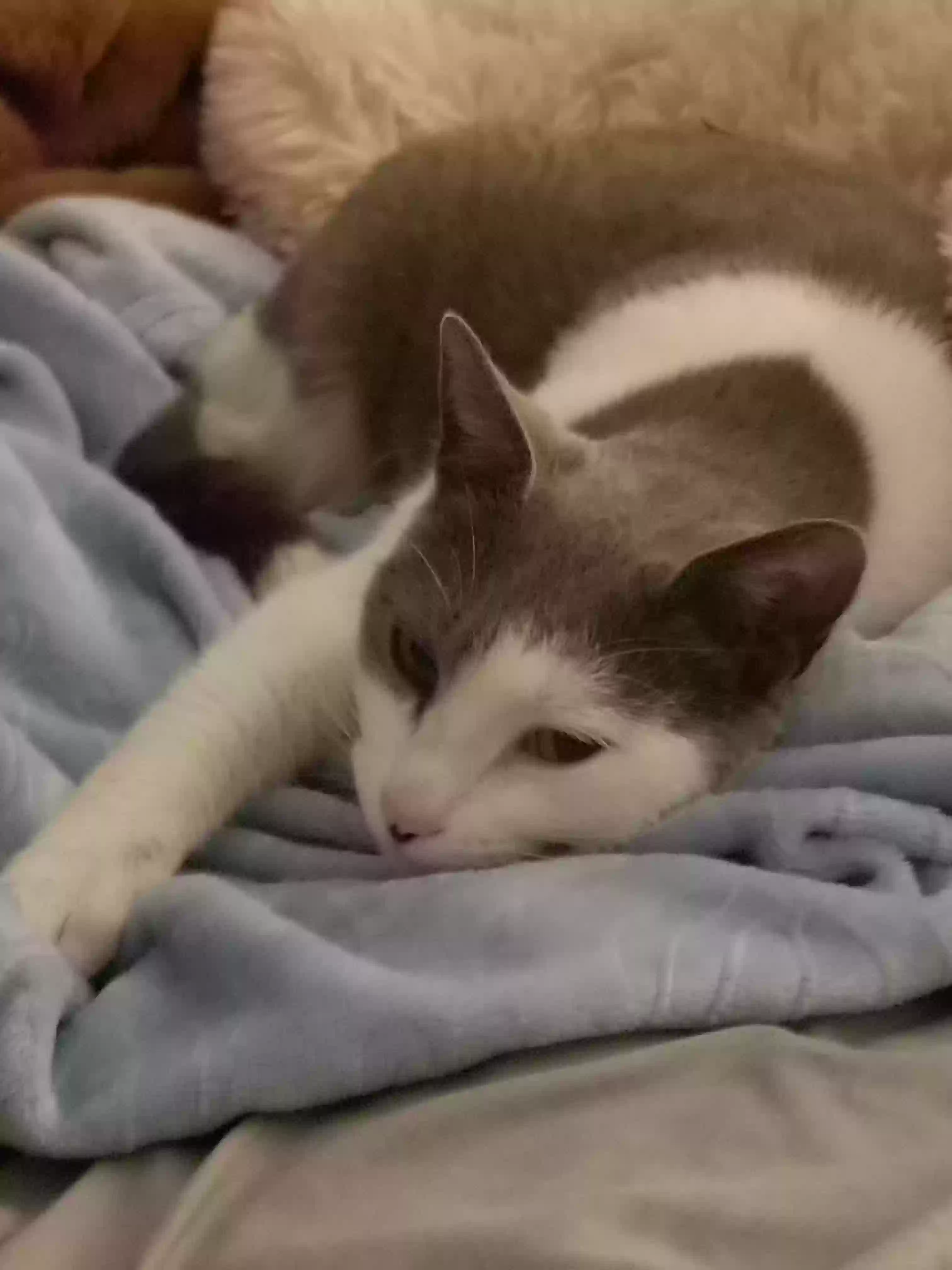 Found cat in Birmingham, AL, 35244