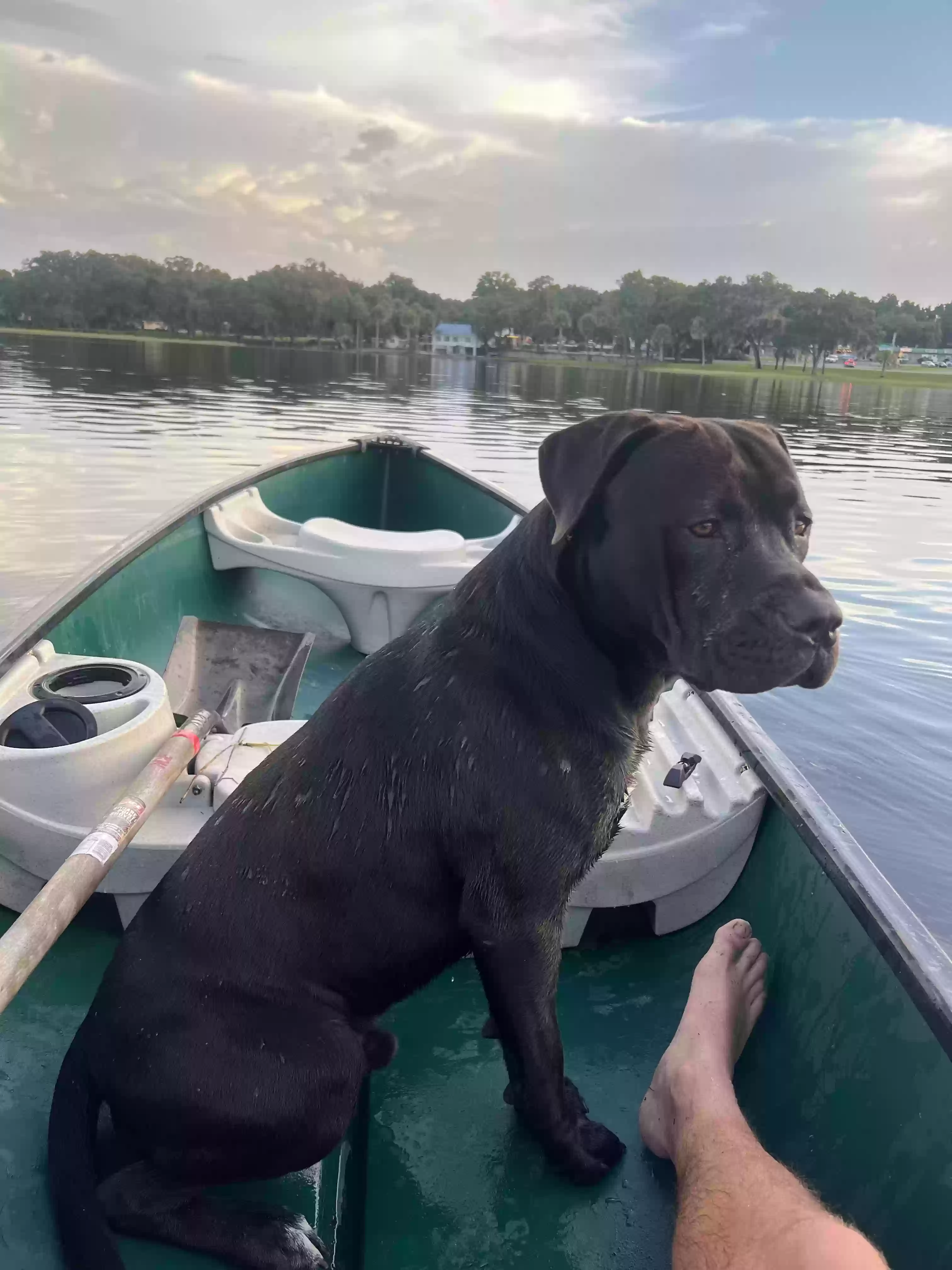 Lost dog in Micanopy, FL, 32667