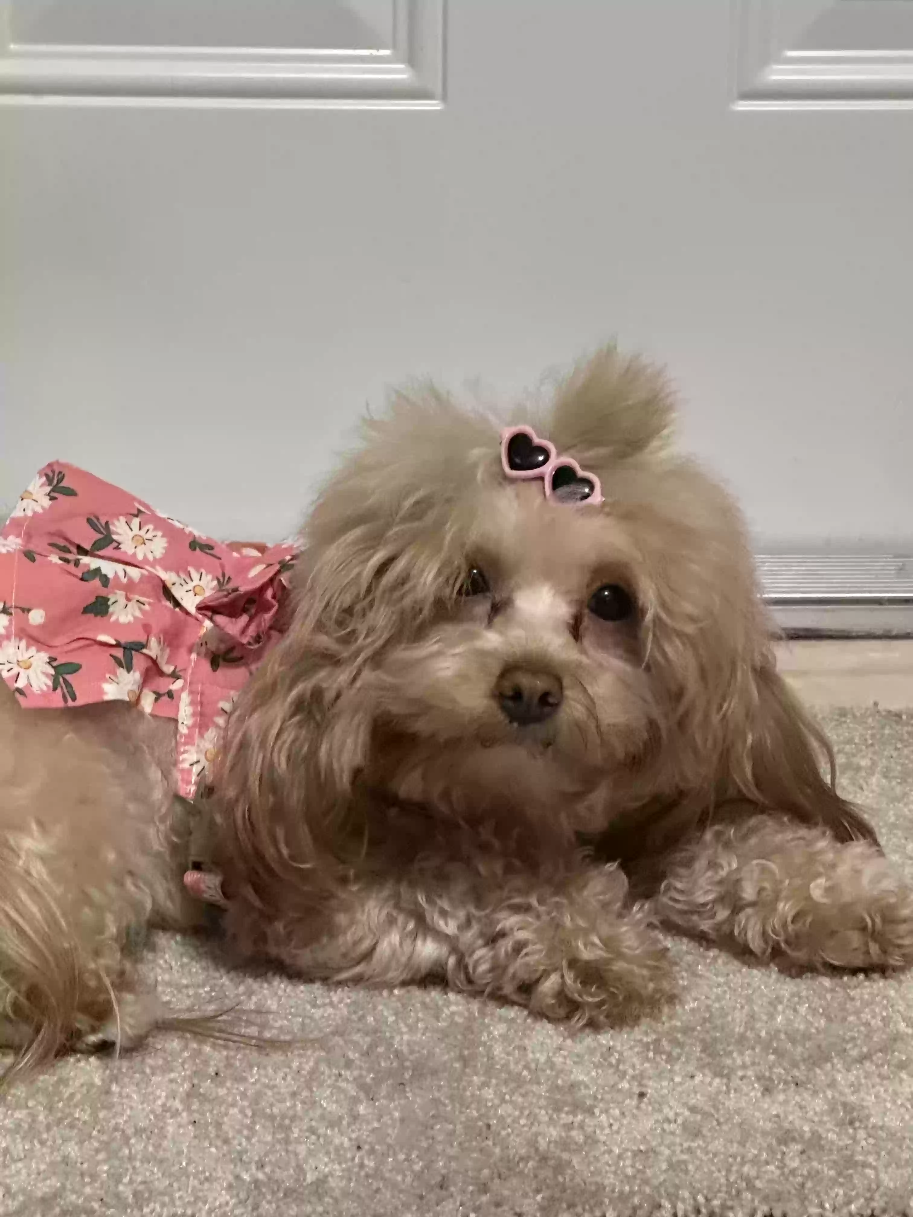 Lost dog in Hialeah, FL, 33013