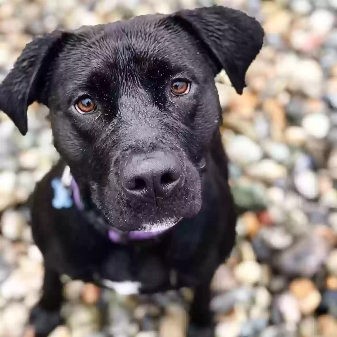 Lost dog in Portland, OR, 97217