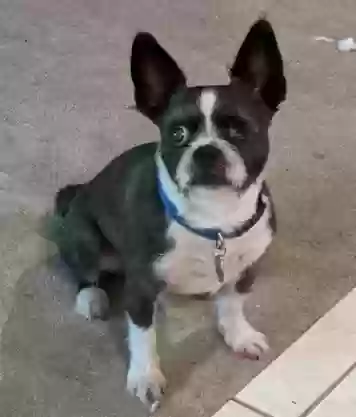 Lost dog in Bolivia, NC, 28422