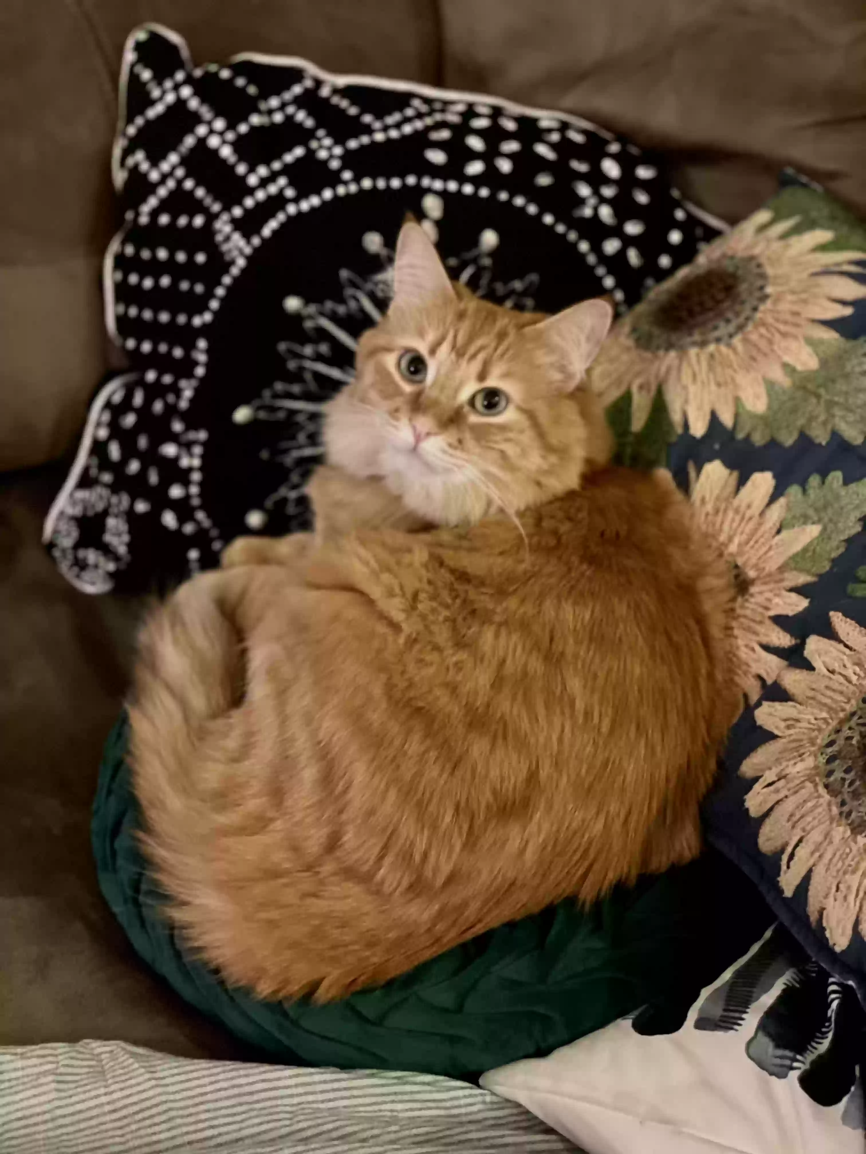 Lost cat in San Jose, CA, 95134