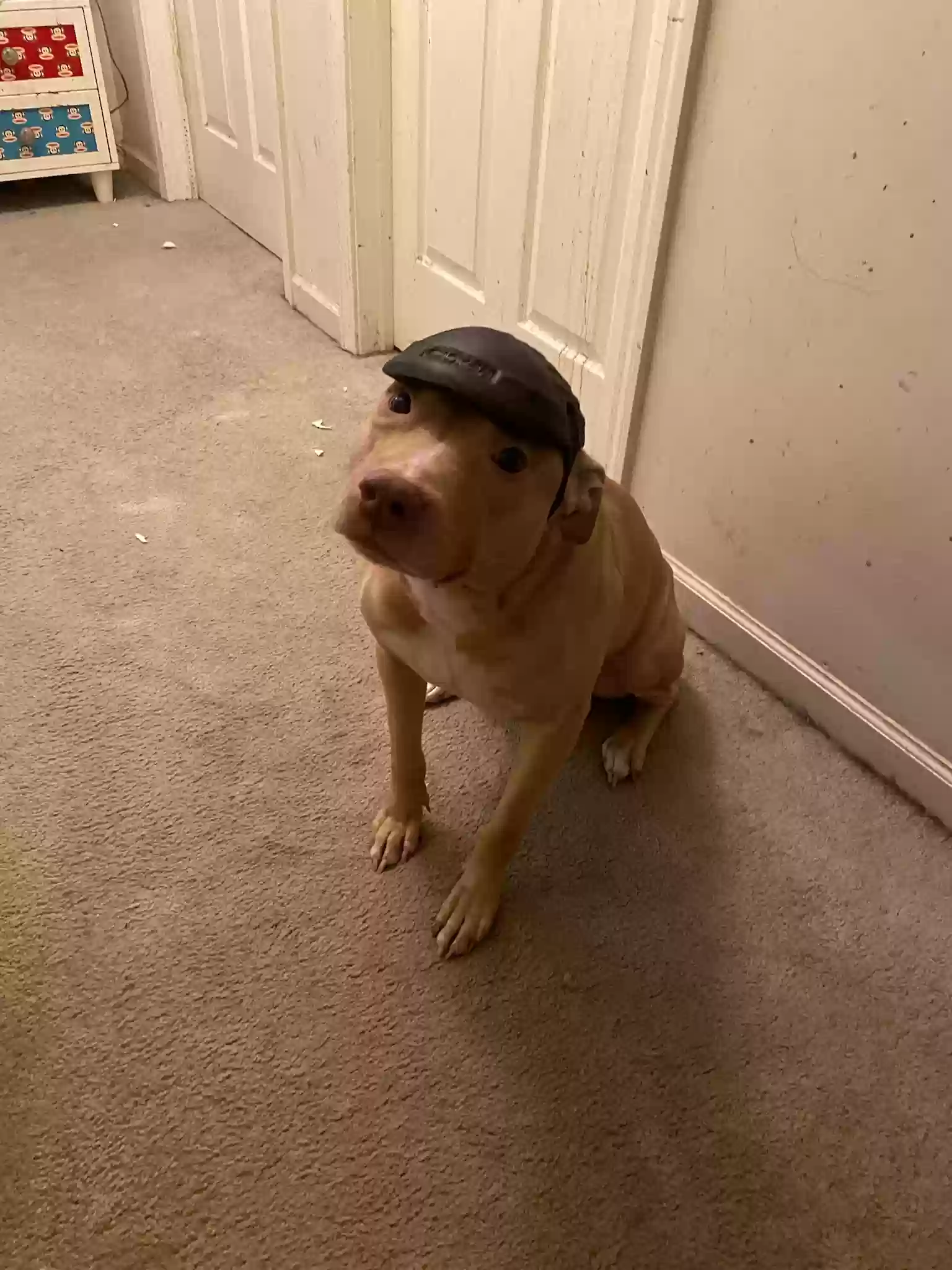 Lost dog in Detroit, MI, 48216